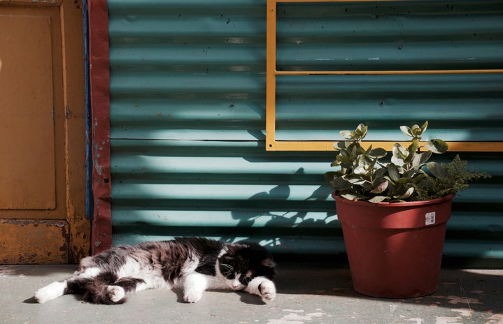 cat sleeping outside near potted plant
