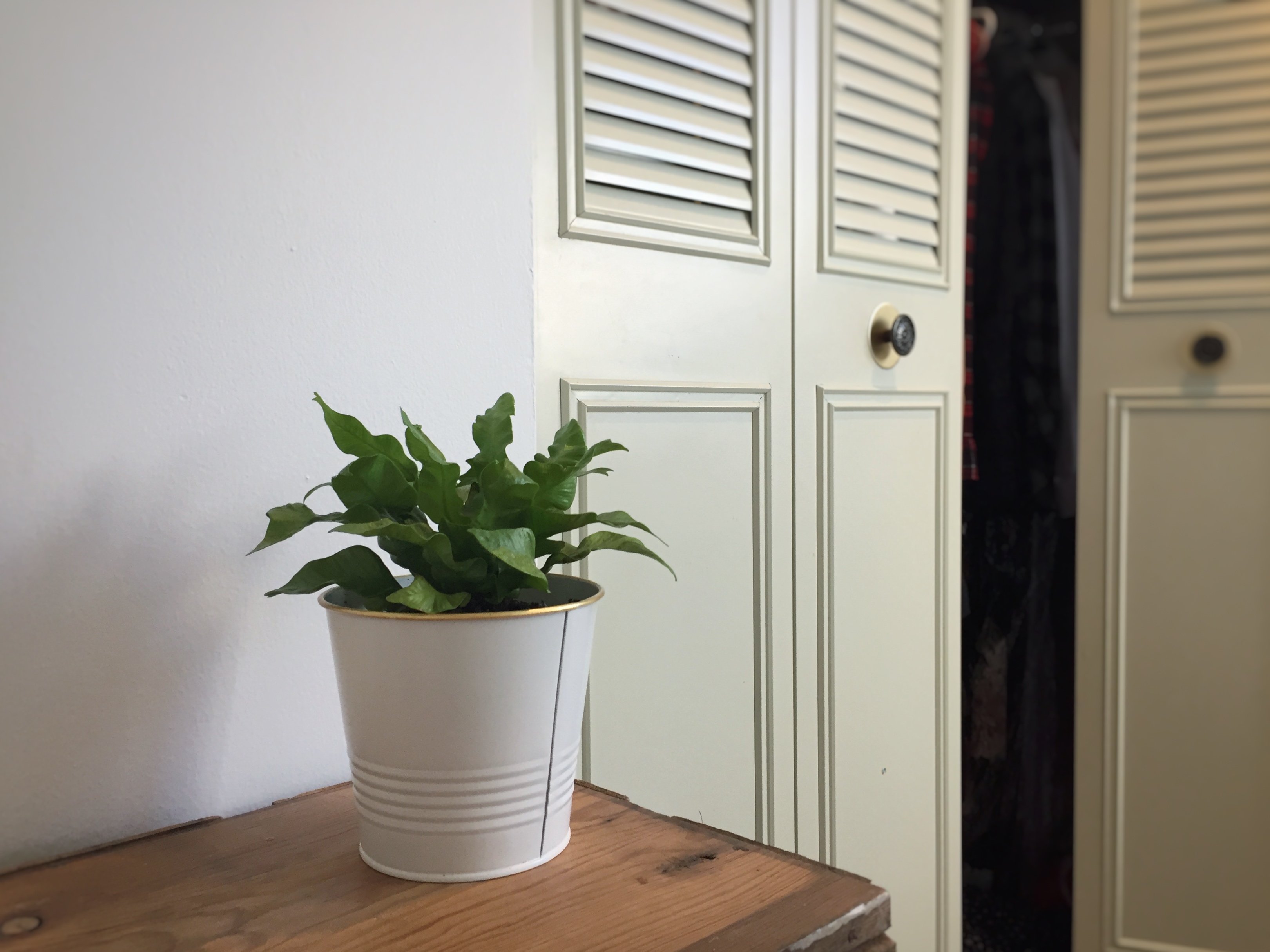 Crispy Wave Plant by Emily Clements?width=698&height=466&fit=crop&auto=webp&dpr=4