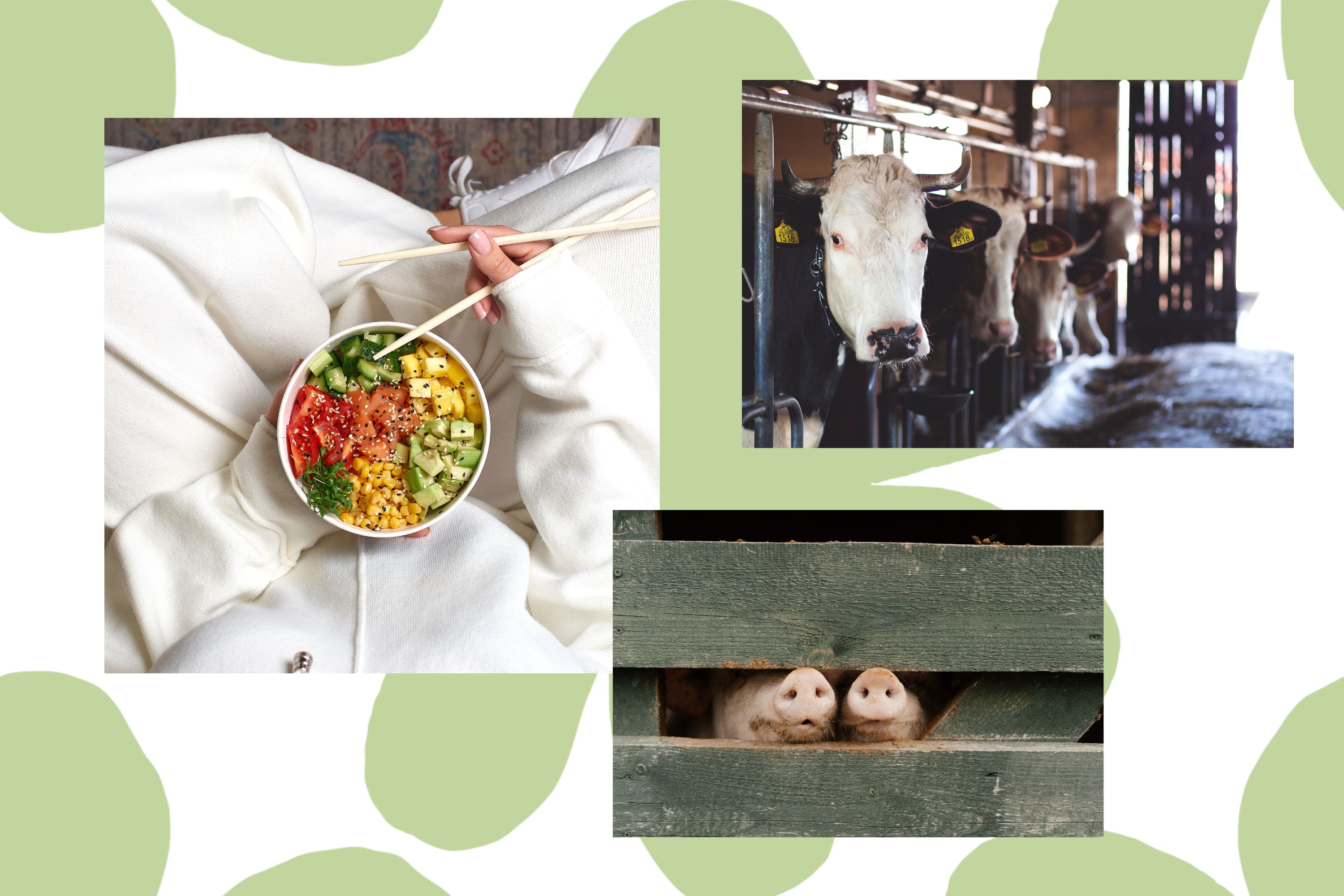 pescatarianjpg by Photo by freestocksorg cottonbro studio izikMd from Canva?width=698&height=466&fit=crop&auto=webp&dpr=4