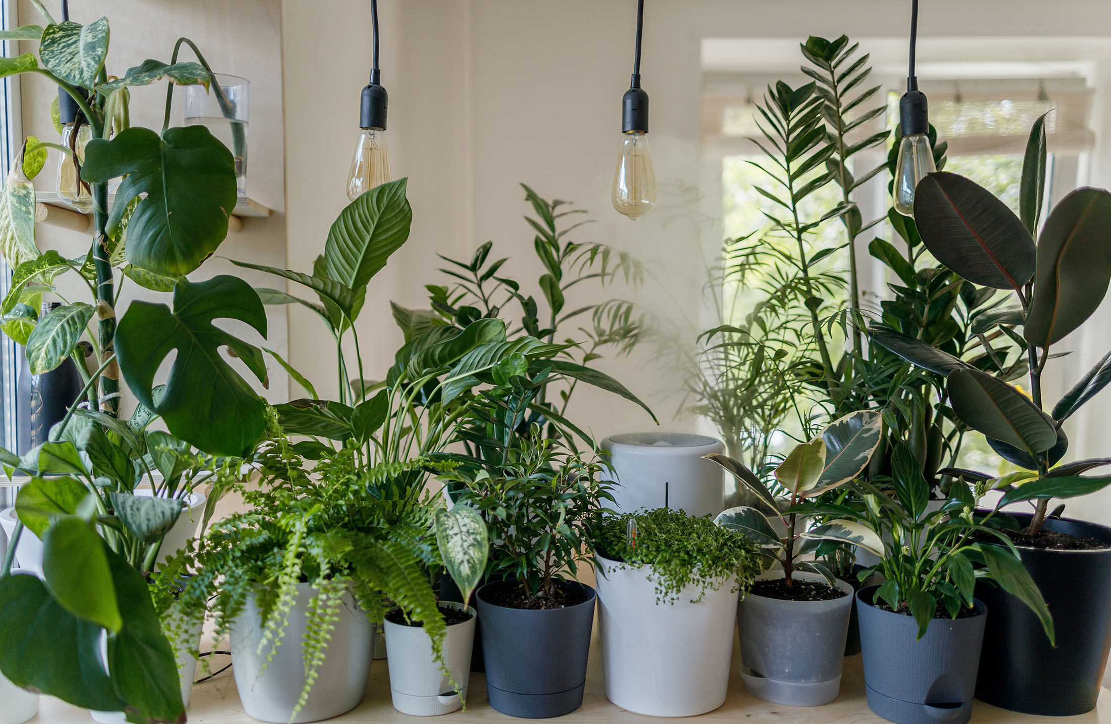 Row of potted plants by Vadim Kaipov from Unsplash?width=698&height=466&fit=crop&auto=webp&dpr=4