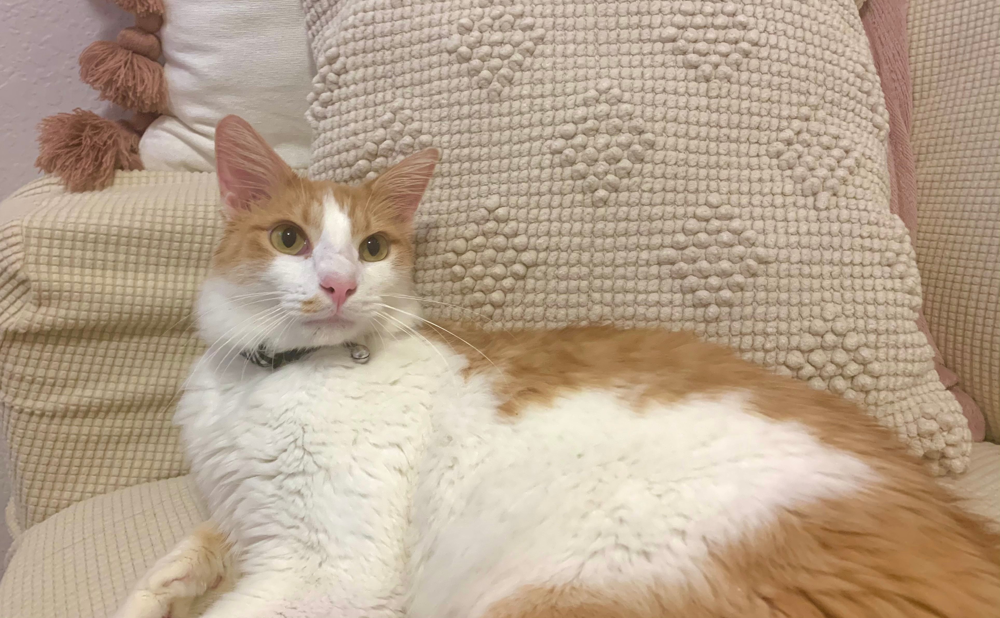 A cat laying in front of throw pillows