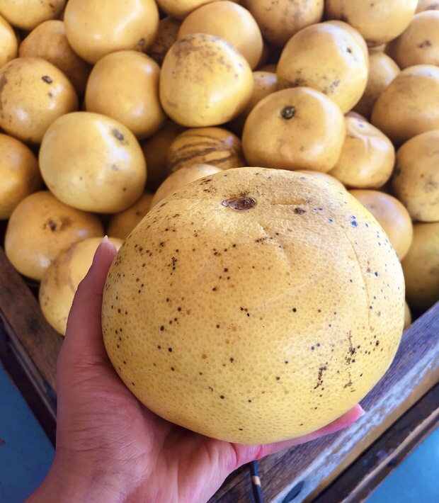 Hand holding a pomelo in front of a pile of pomelos for sale.