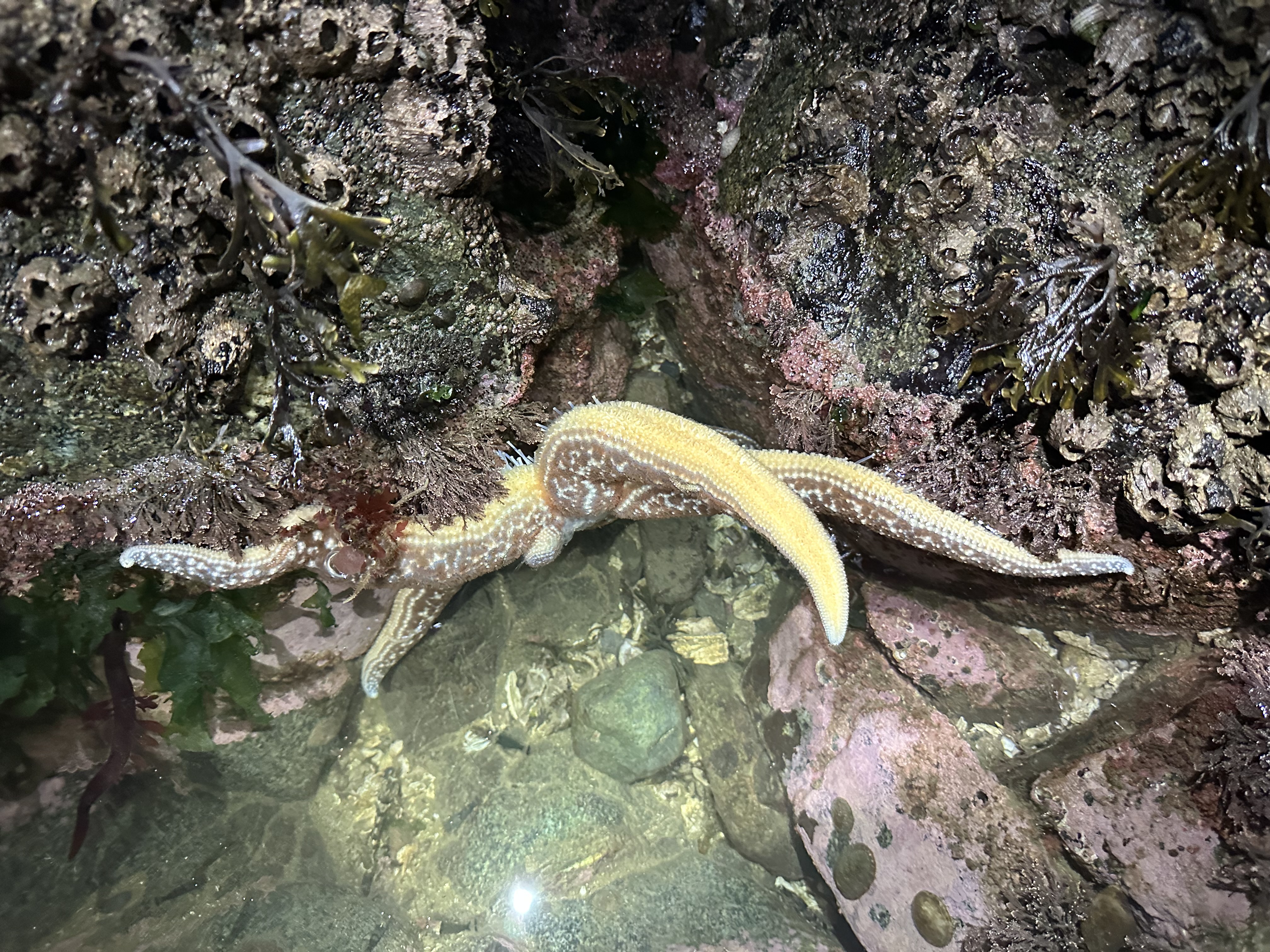 Yellow starfish