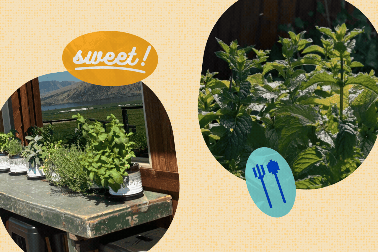 herbgardenindorm?width=698&height=466&fit=crop&auto=webp&dpr=4