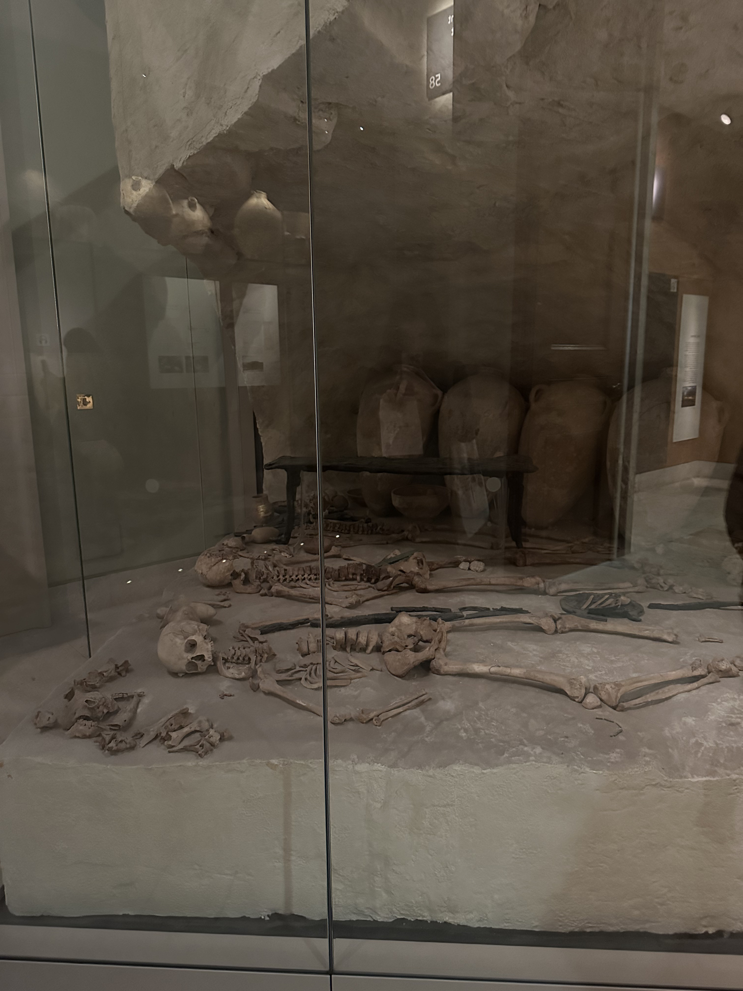 Skeletal bones at The British Museum