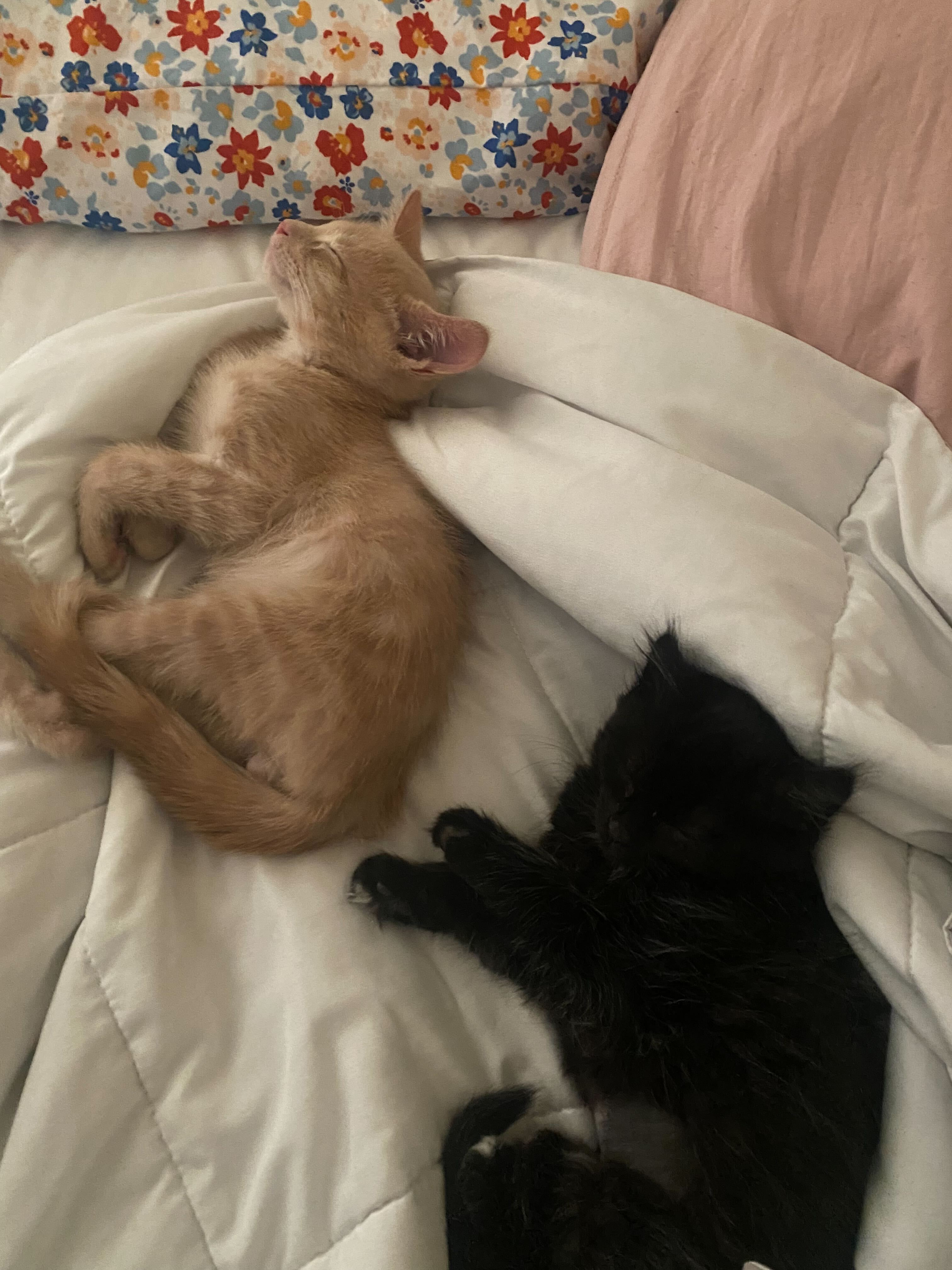 esa essay?width=1024&height=1024&fit=cover&auto=webp&dpr=4