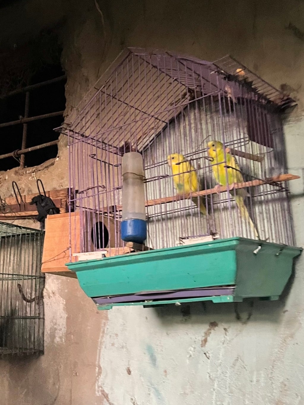 cairo yellow birds in cage