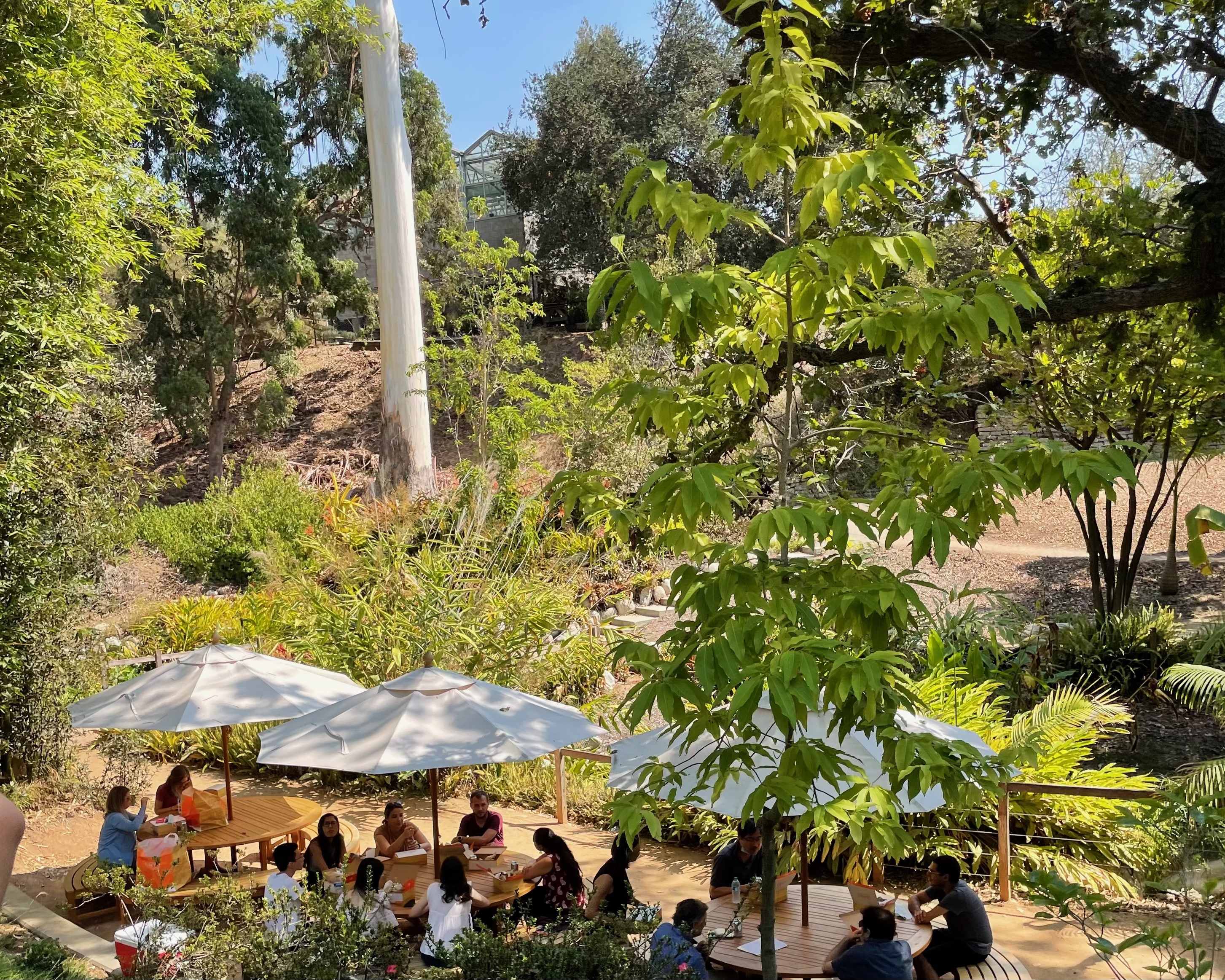 Trees and plants outside, people at tables chatting, botanical garden.