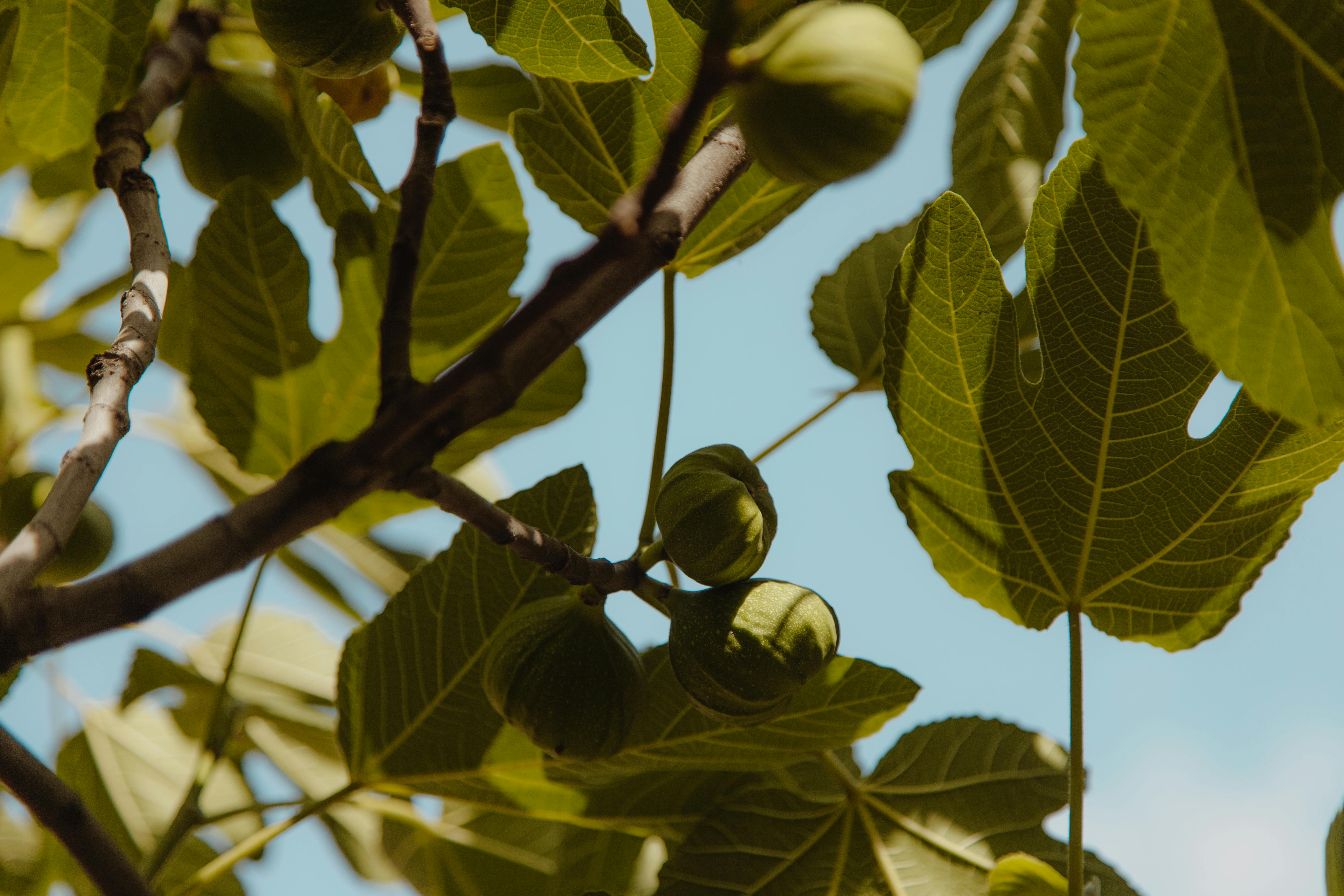 Fig tree in golden hour