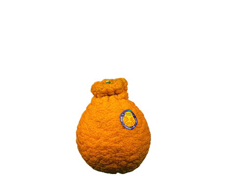 sumo orange