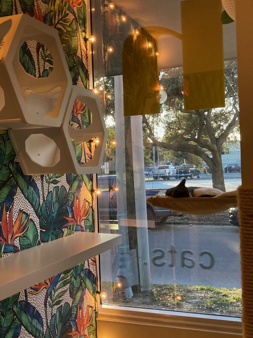 The Sunshine Kitty Catfe has a sleeping cat curled up at sunset.