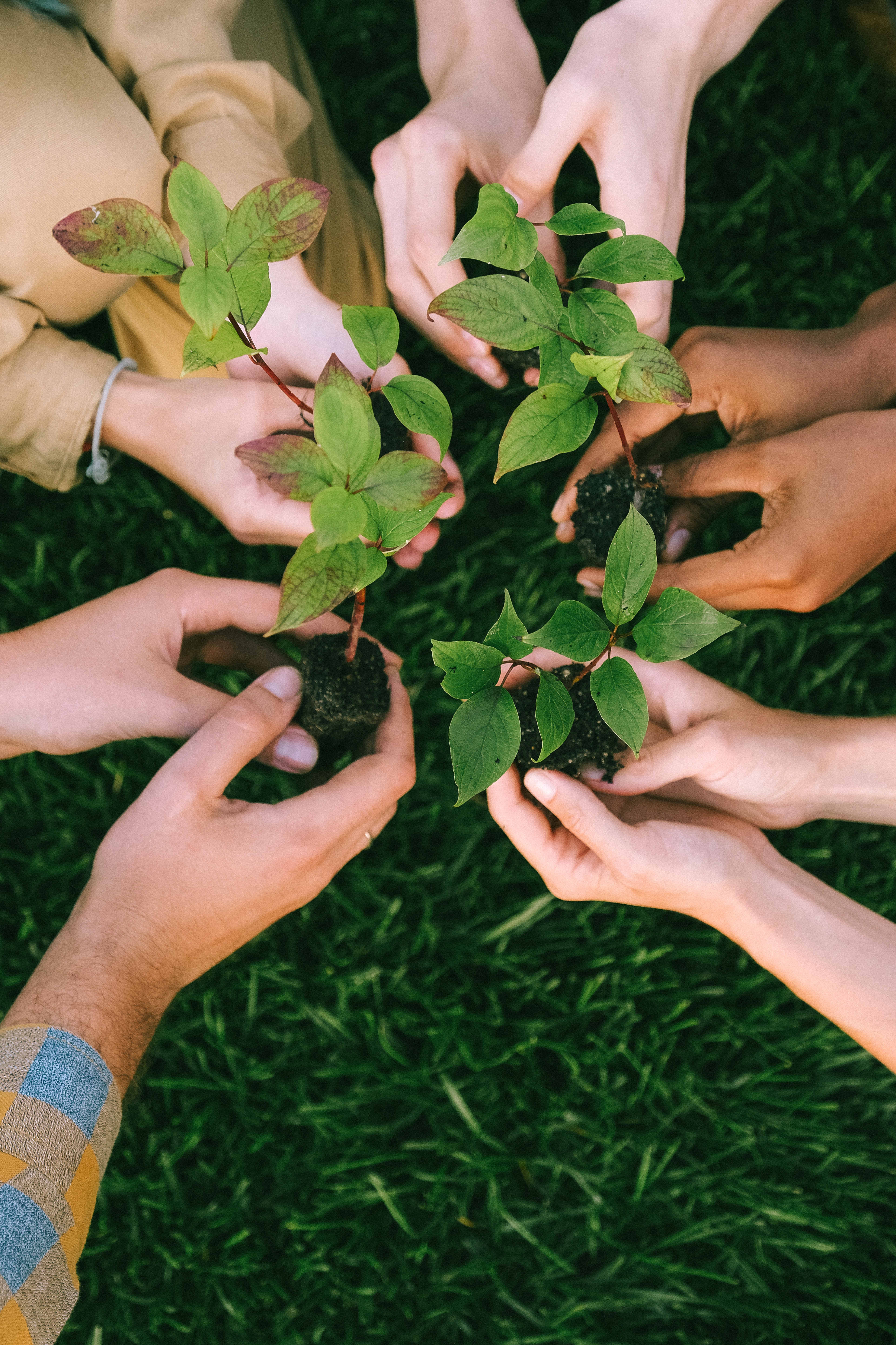 A circle of hands hold little plants.