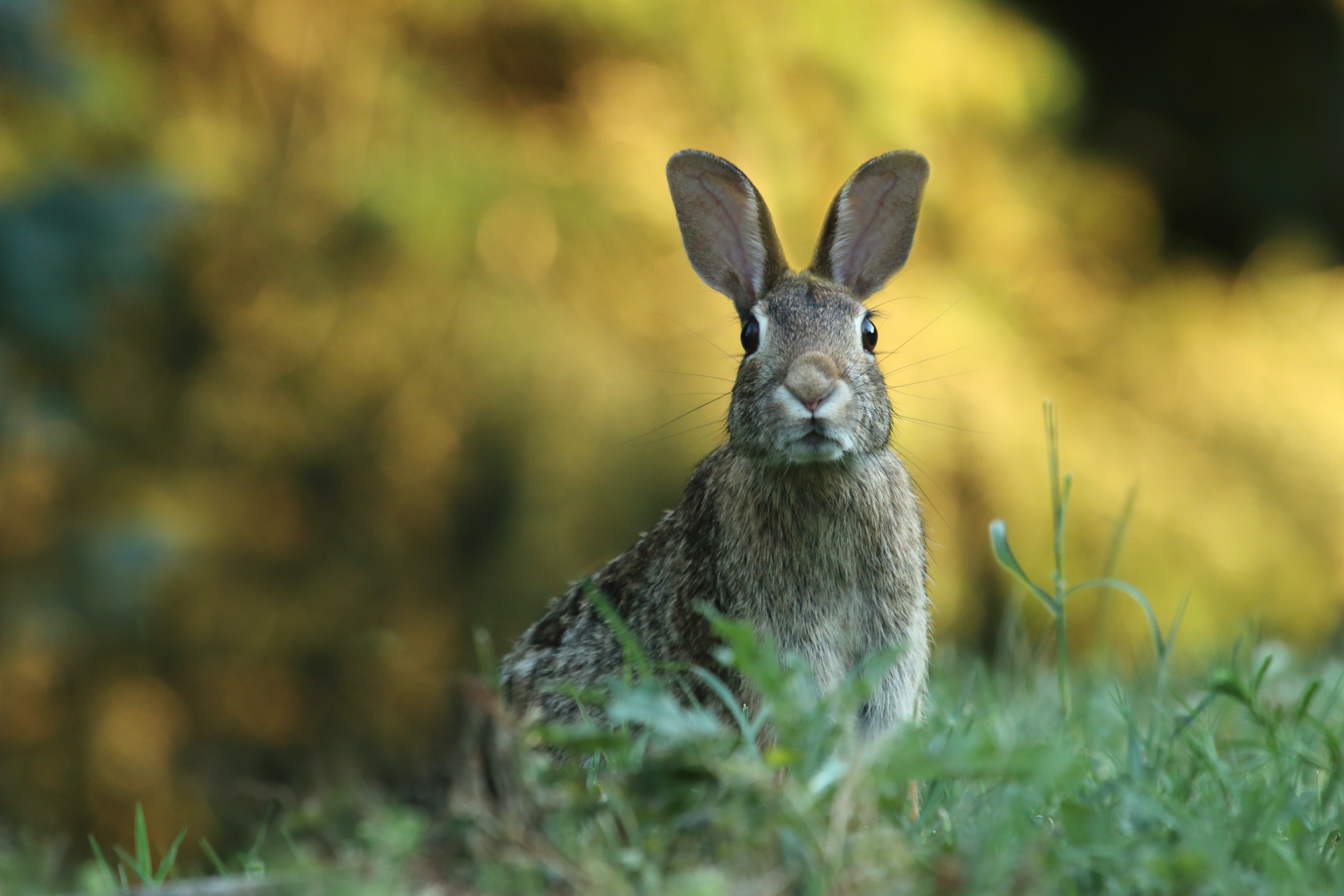 brown rabbit in forest