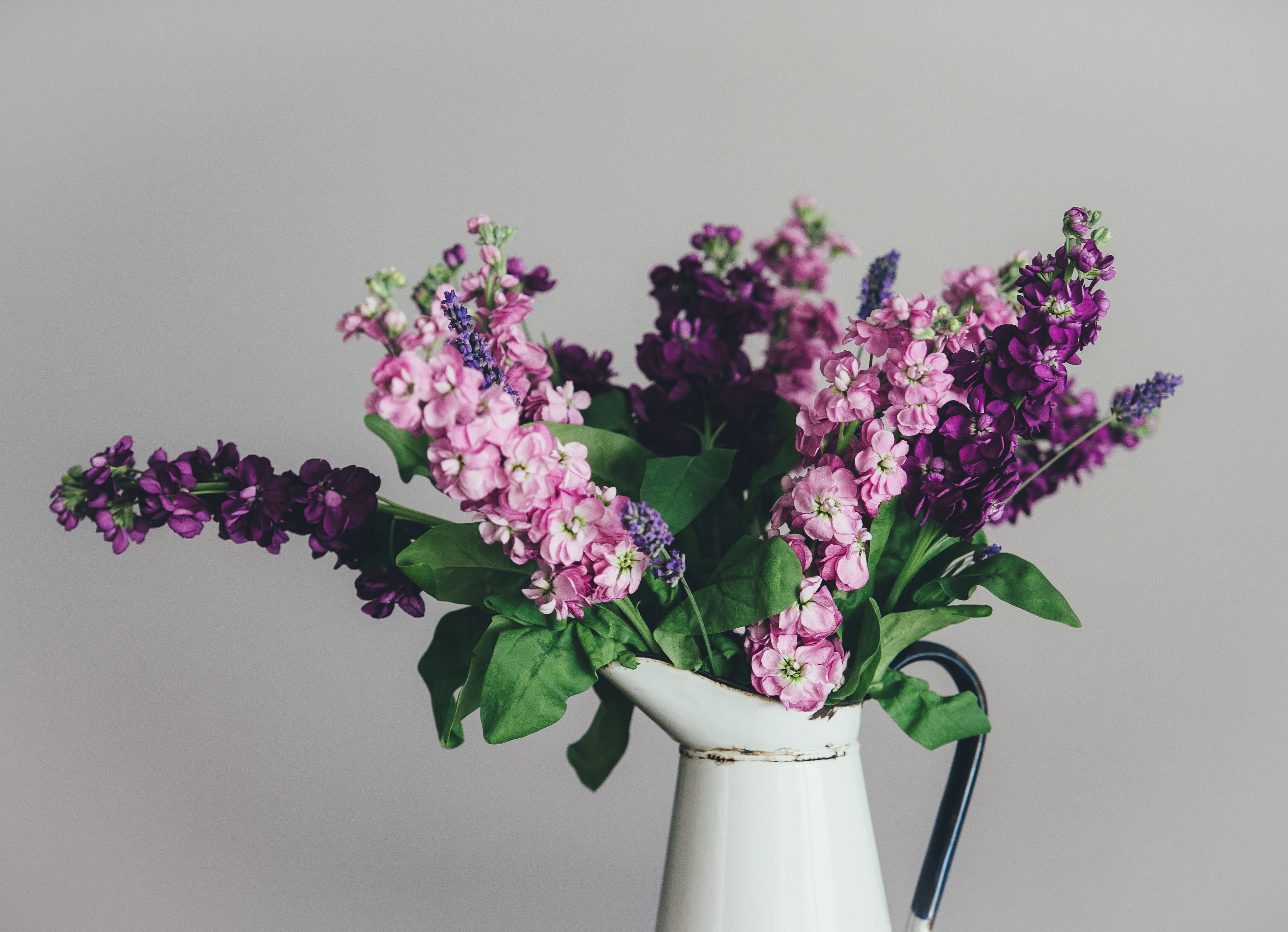 flowers purple unsplash?width=1280&height=854&fit=crop&auto=webp&dpr=4