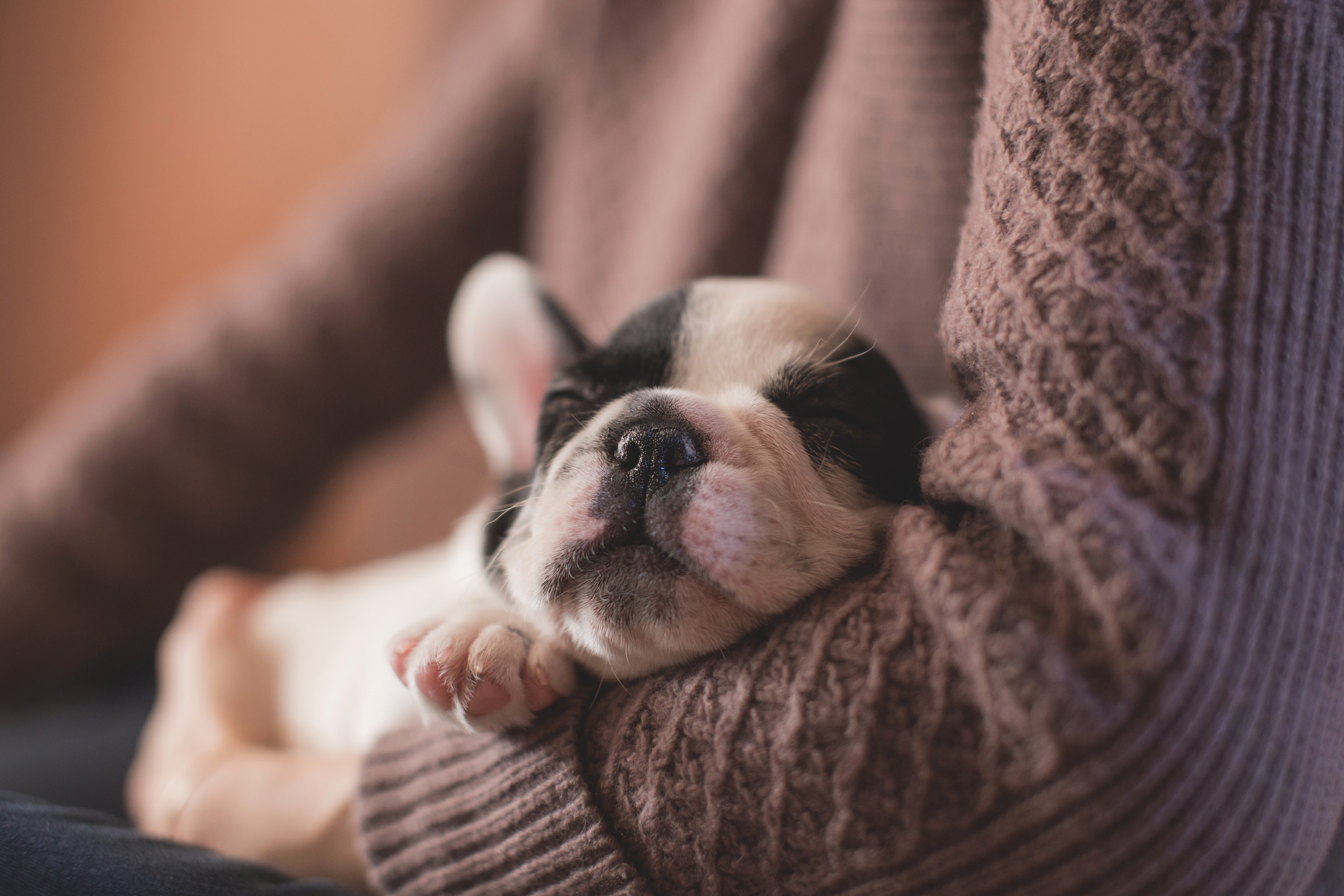 puppy sleeping in arms by Unsplash?width=698&height=466&fit=crop&auto=webp&dpr=4