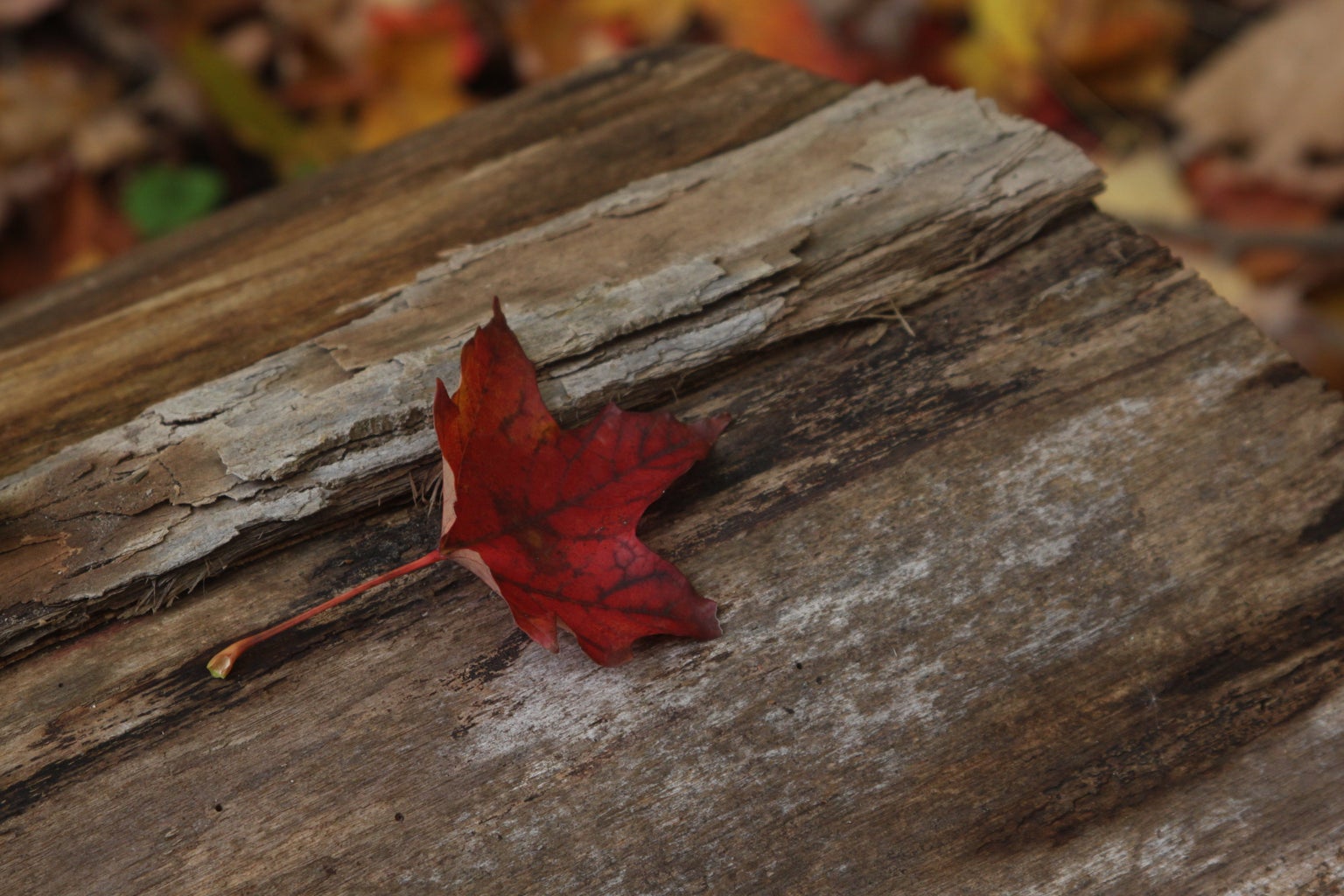 Red leaf on log