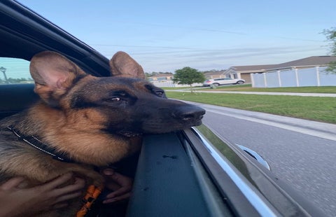 German Shepard leaning on car window looking outside