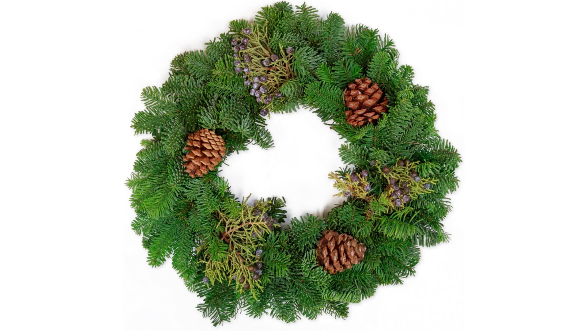 trader joes holiday plants 2024