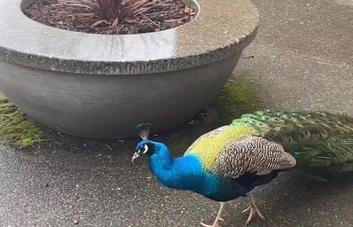 George the campus peacock