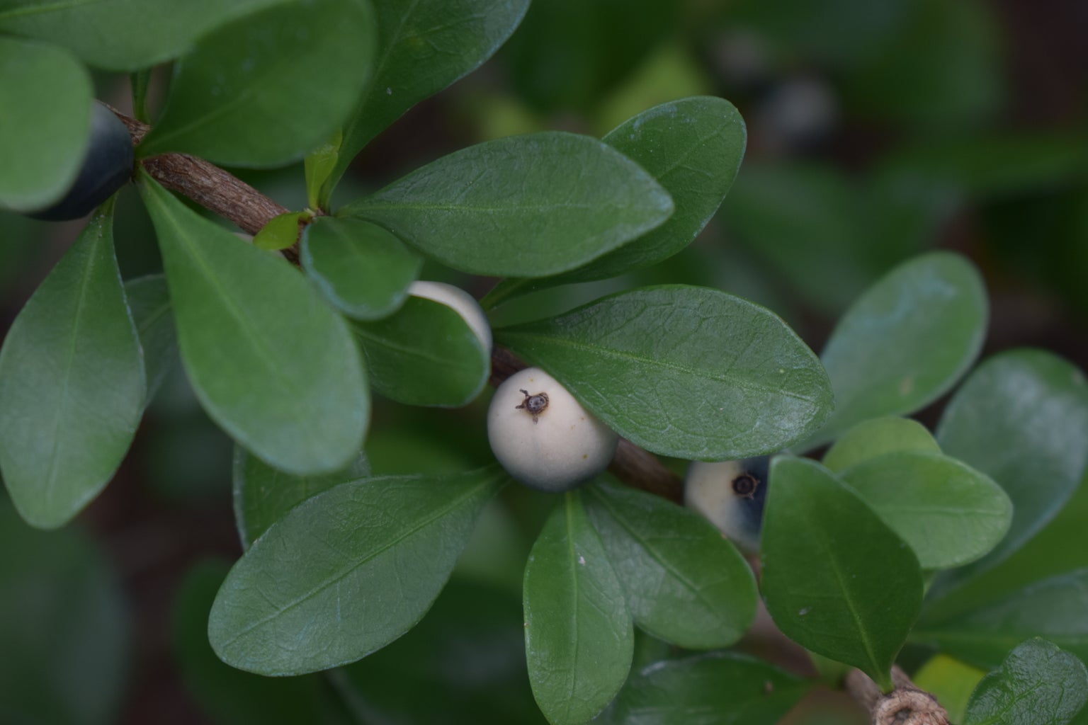 Randia aculeata (White Indigoberry, Inkberry), Fruit Detail