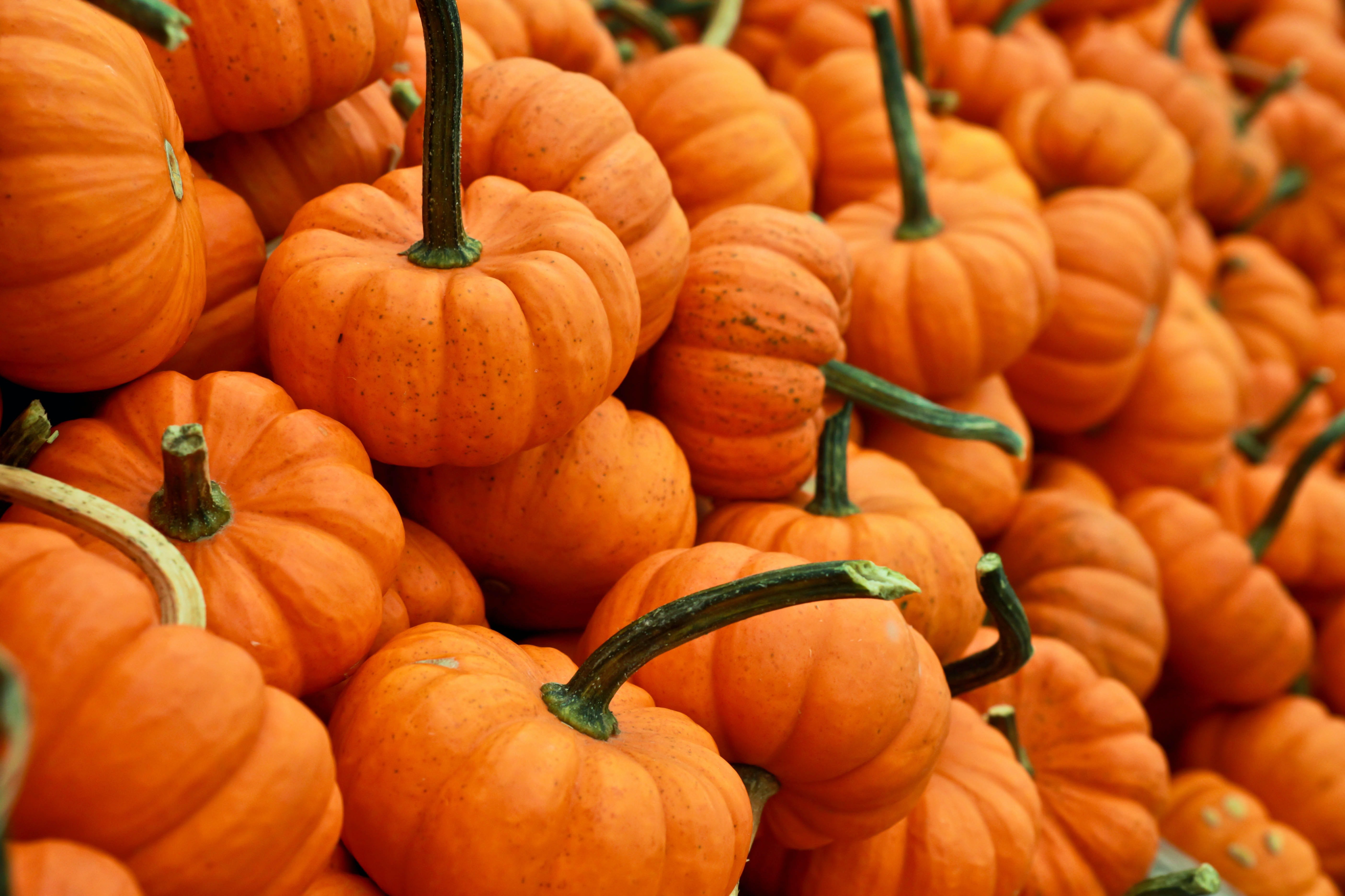 pumpkins by Gabby Orcutt?width=698&height=466&fit=crop&auto=webp&dpr=4