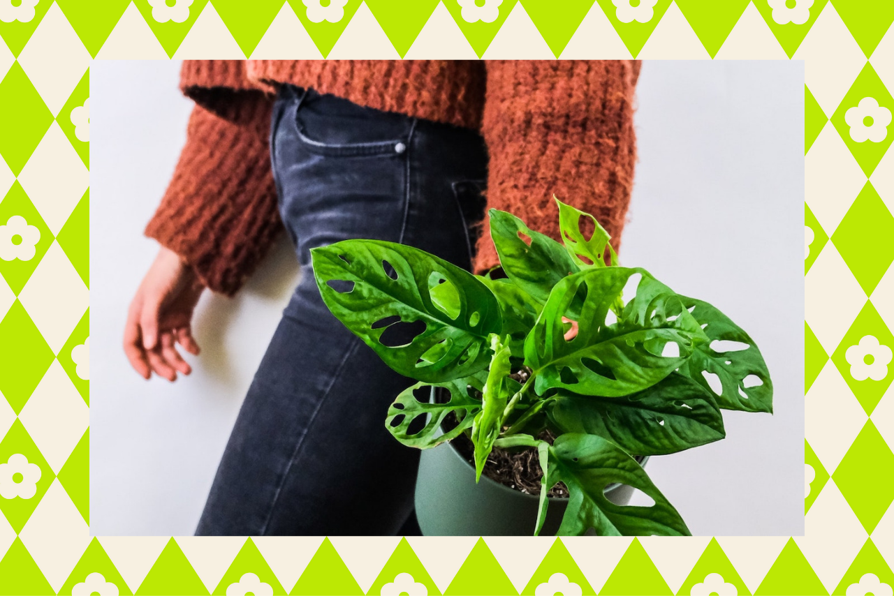easiest houseplants to keep alive?width=1280&height=854&fit=crop&auto=webp&dpr=4