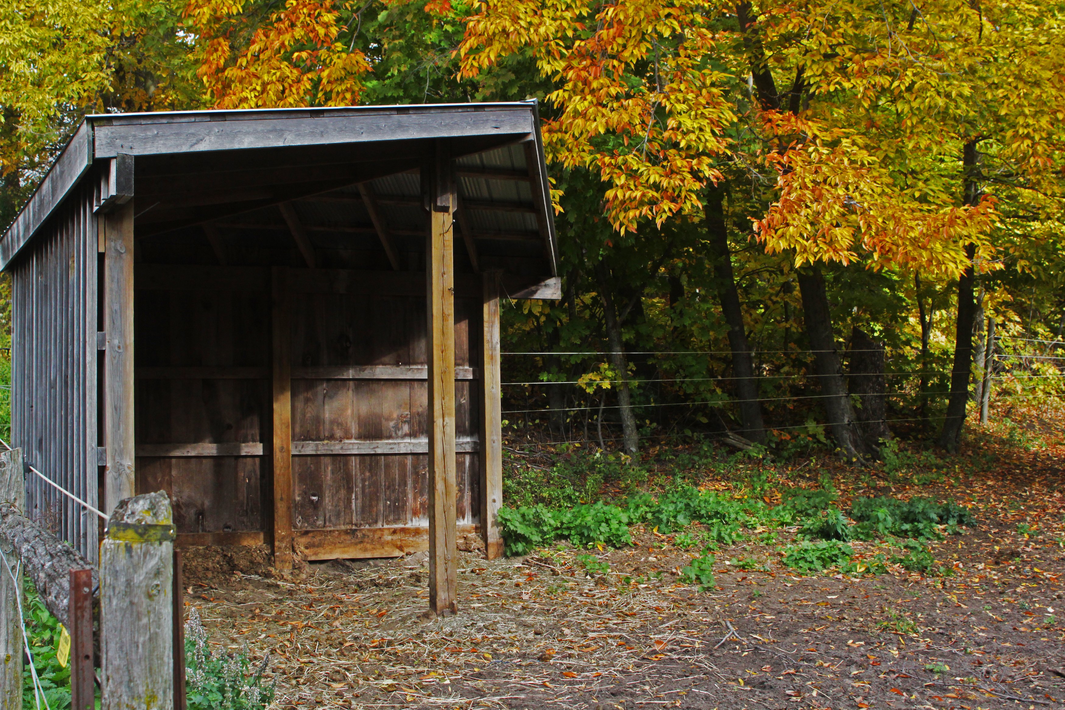 Horse run-in with fall trees