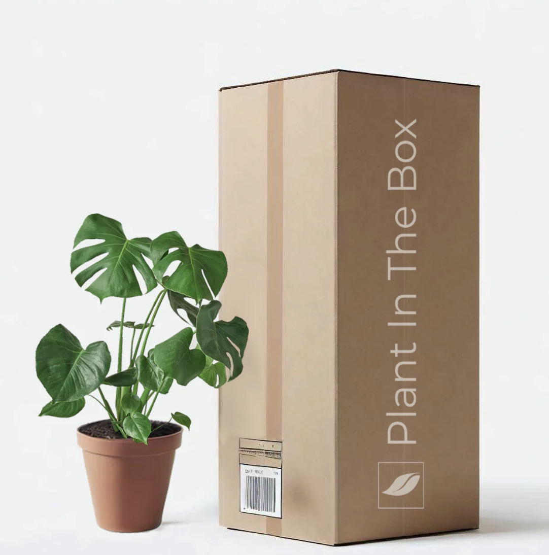 plant in the box