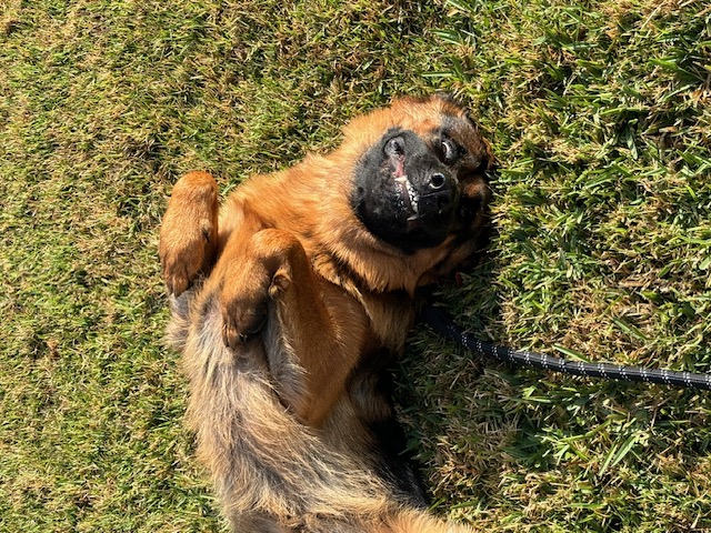 German Shepard dog laying upside down outside on grass