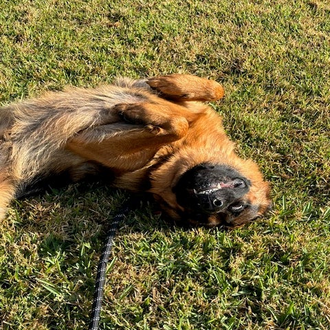 German Shepard dog laying upside down outside on grass