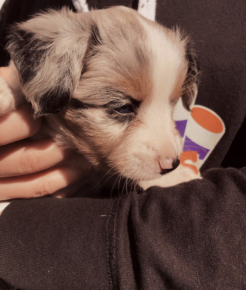 Australian Shepard Puppy