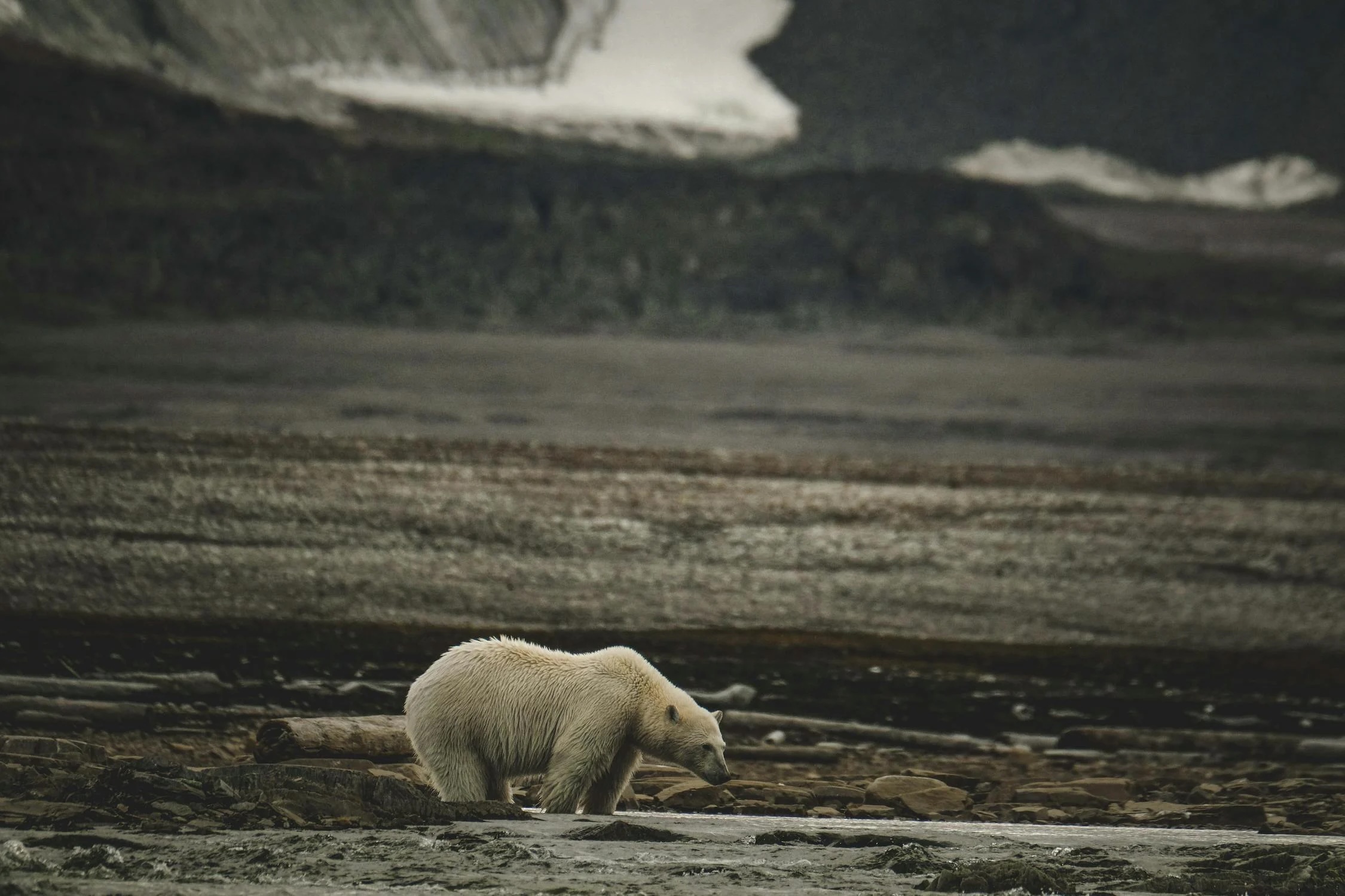polar bear in barren landscape