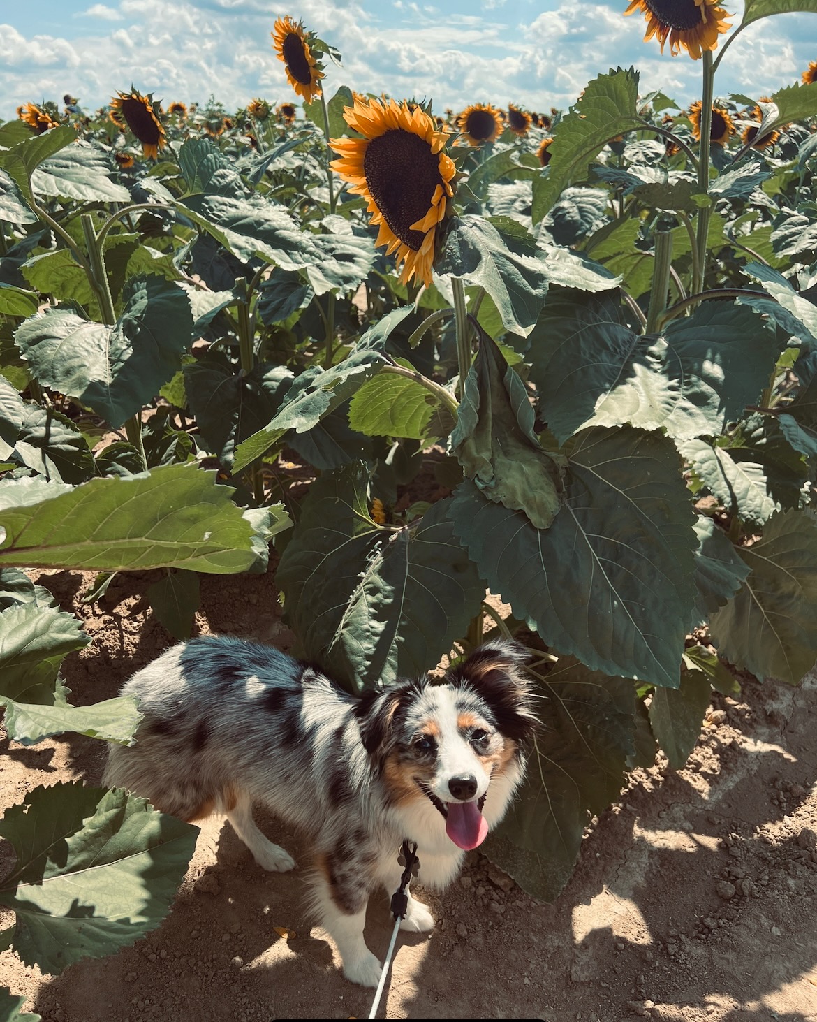 Australian Shepard Dog