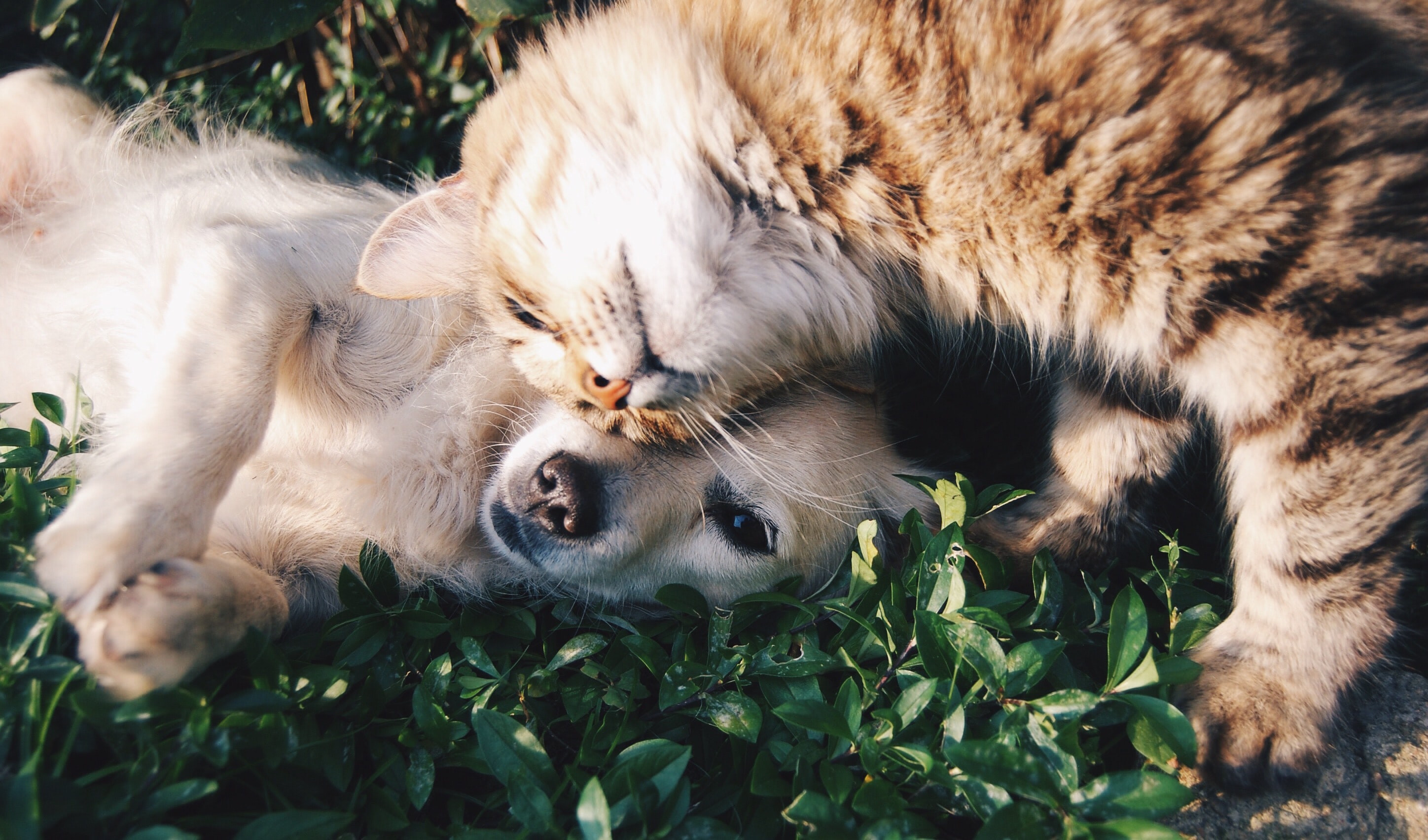 cat and dog on grass by Krista Mangulsone?width=698&height=466&fit=crop&auto=webp&dpr=4