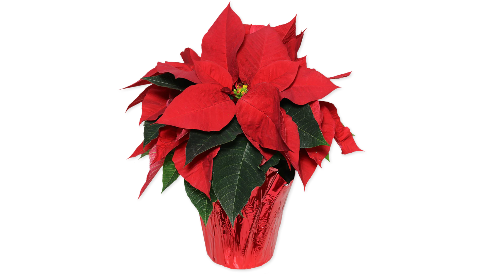 trader joes holiday plants 2024