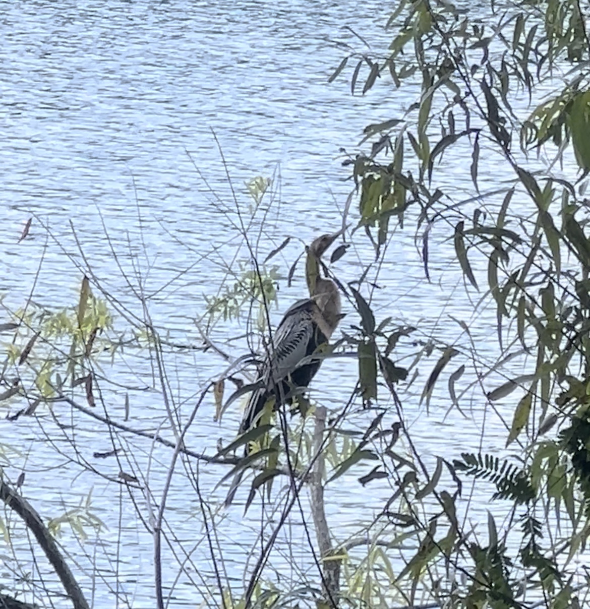 USF Botanical Gardens Nature Trail