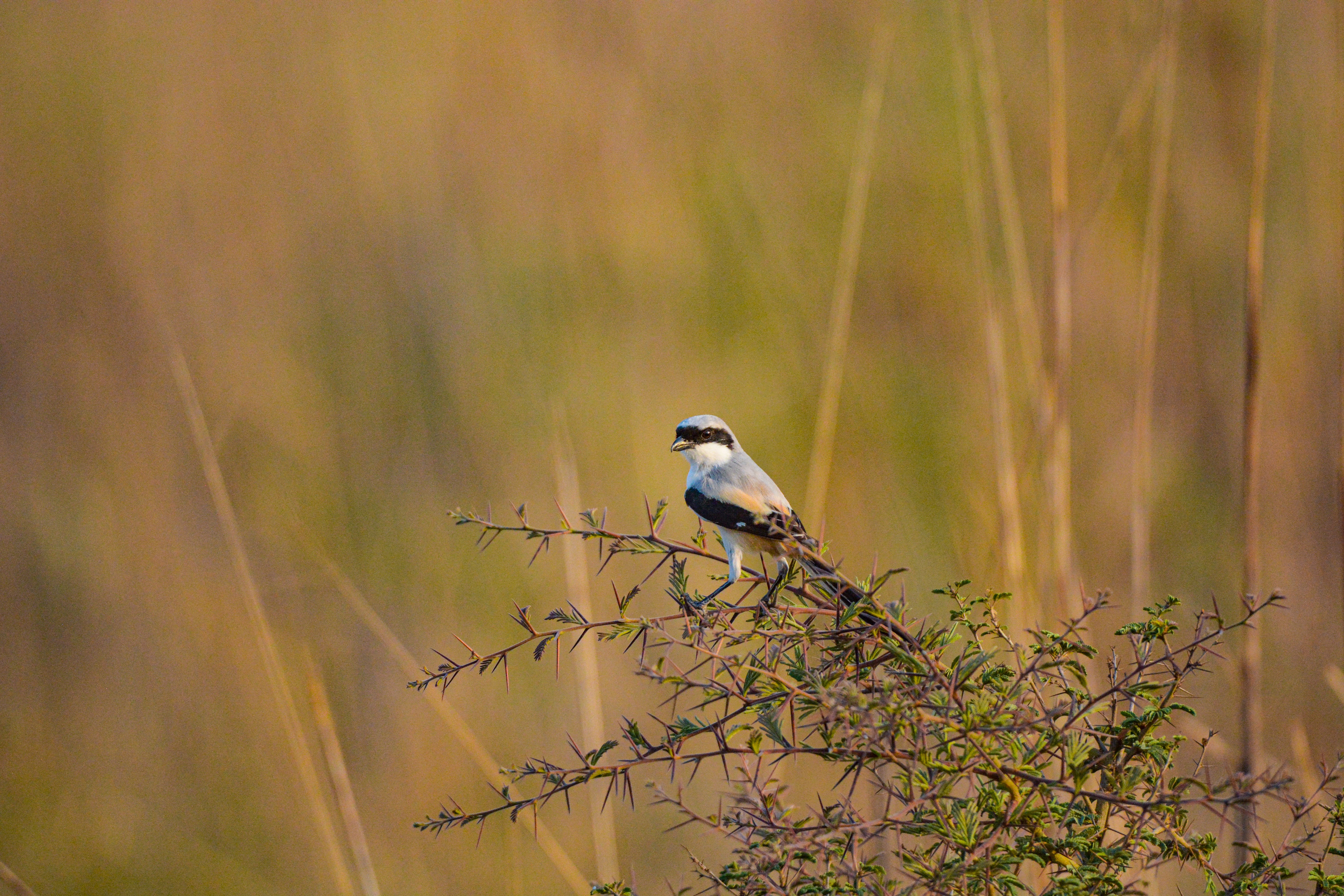 Bird sitting on a plant