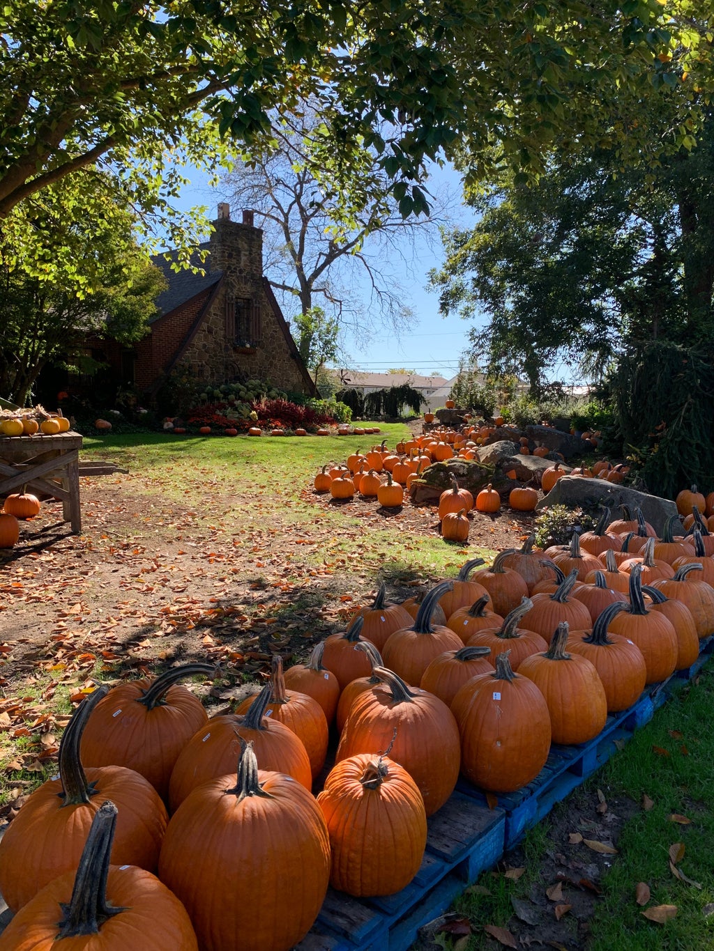 Row of pumpkins with a house in the background