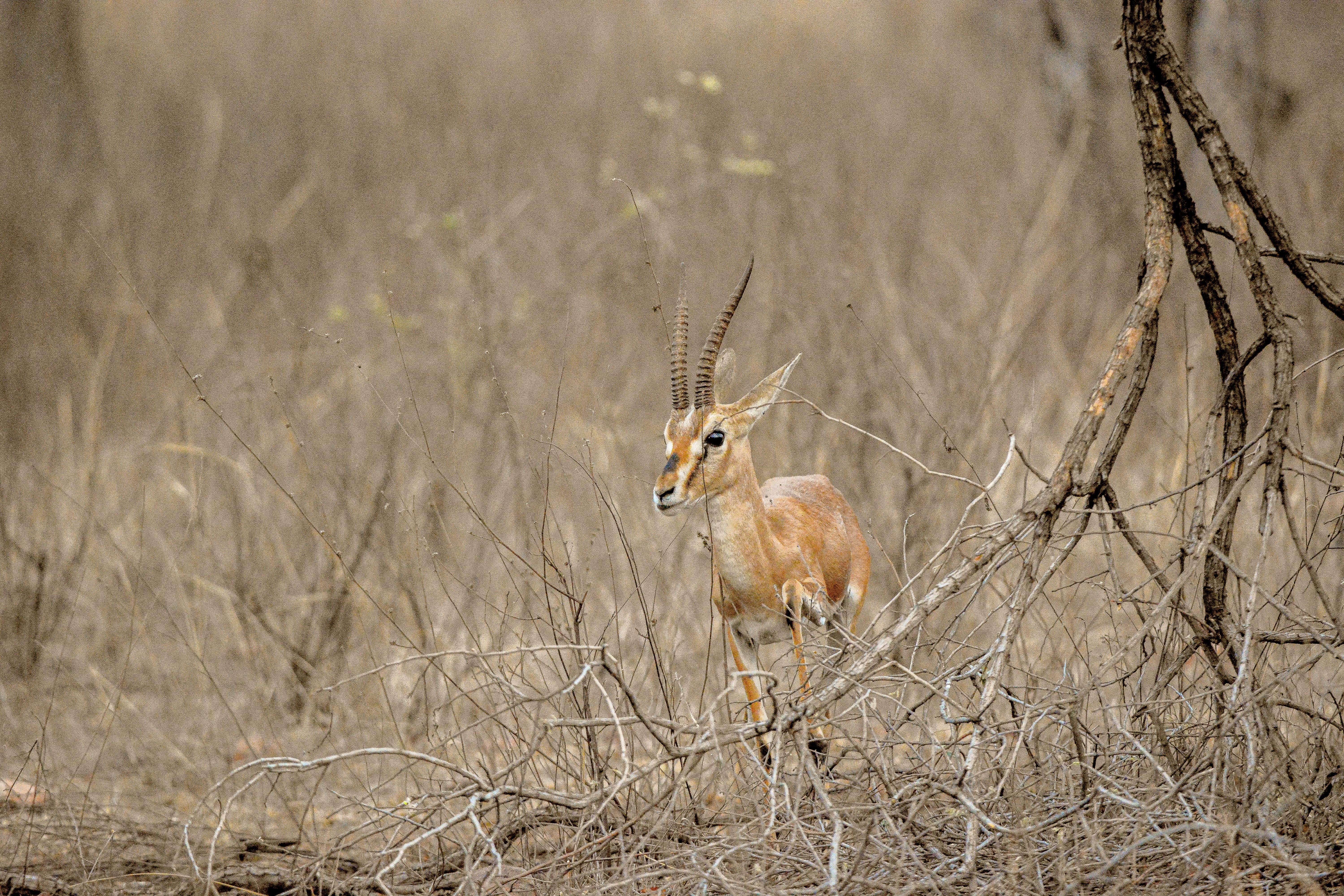 Indian Gazelle jumping over a branch