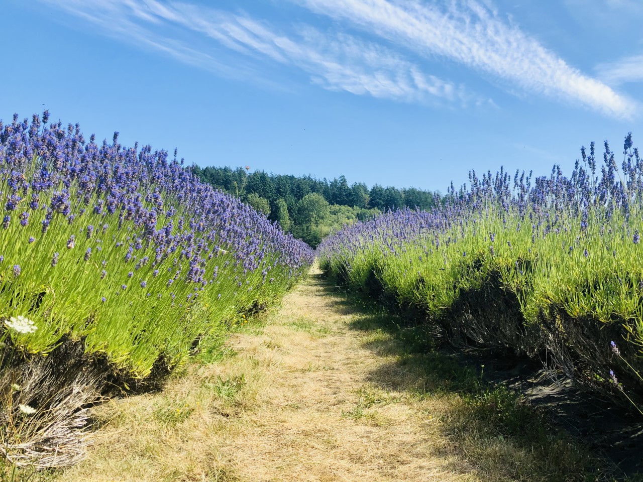 outdoor hc 3jpg by Lily Borror