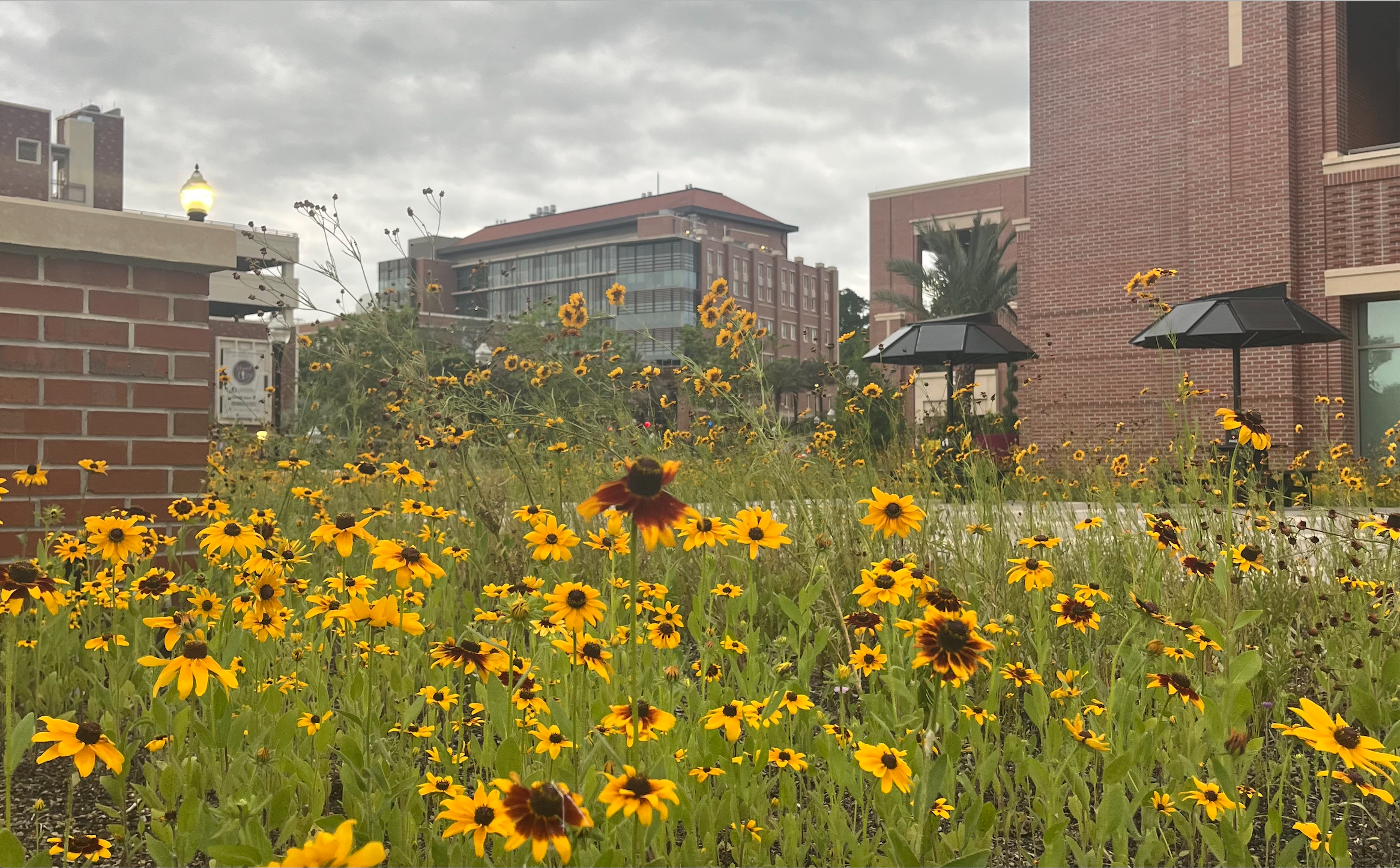 Florida State University Flowers