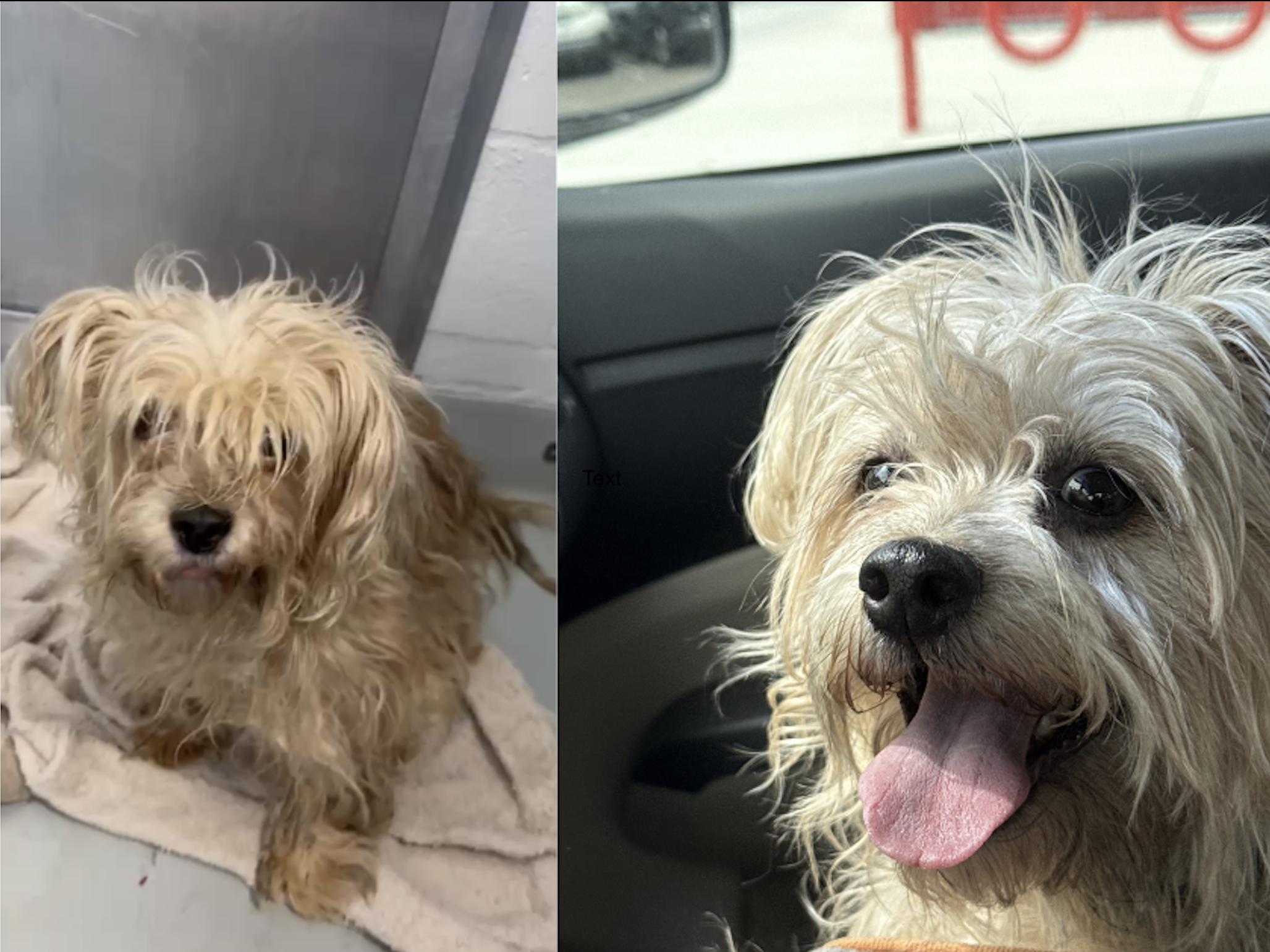 Photos of small dog side by side (before and after)