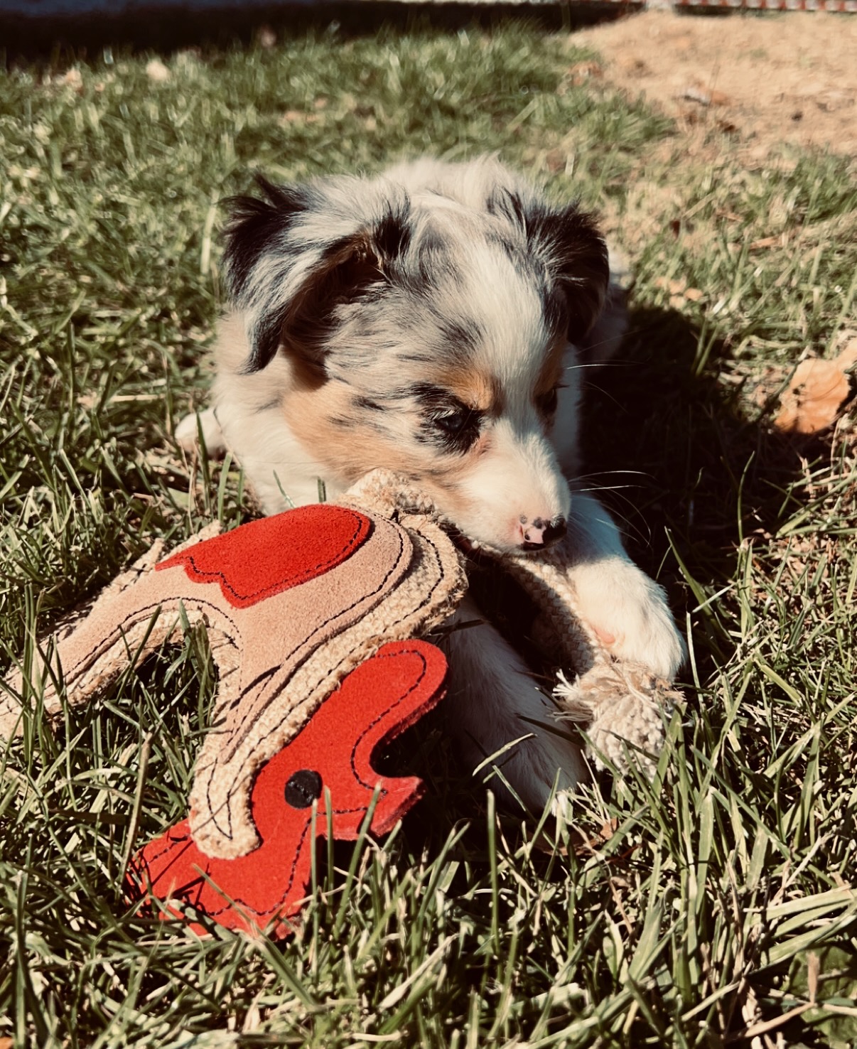 Australian Shepard Puppy