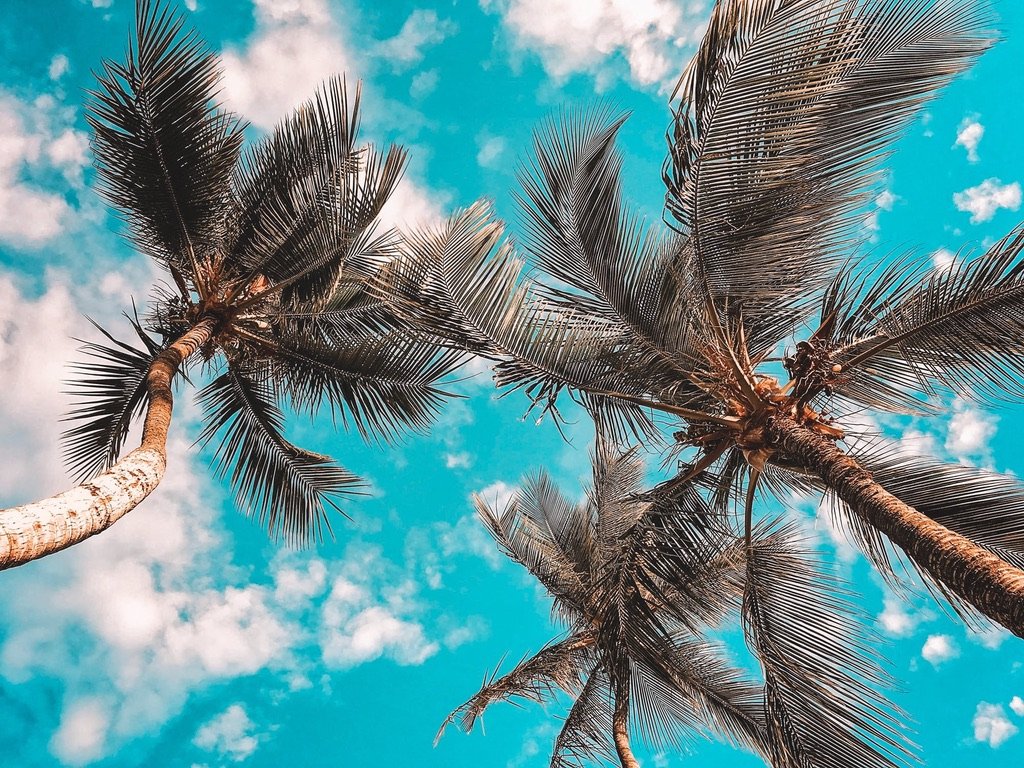 Florida palms by Leah Kelley?width=698&height=466&fit=crop&auto=webp&dpr=4
