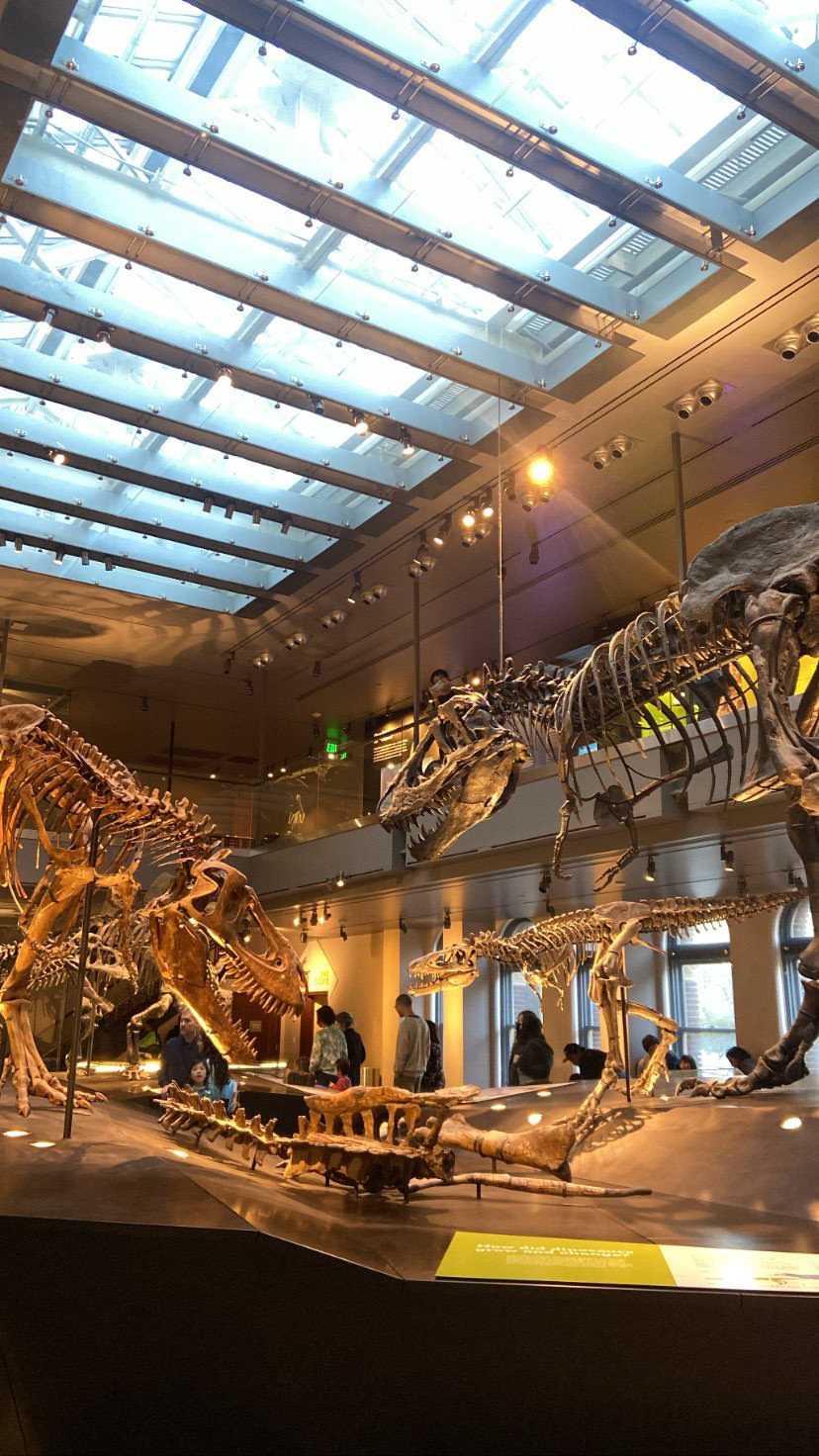 Dinosaur Fossils at the Natural history Museum in Los Angeles, CA.