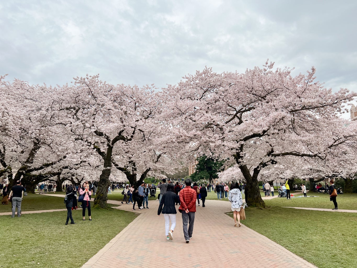 Cherry blossom trees at the University of Washington