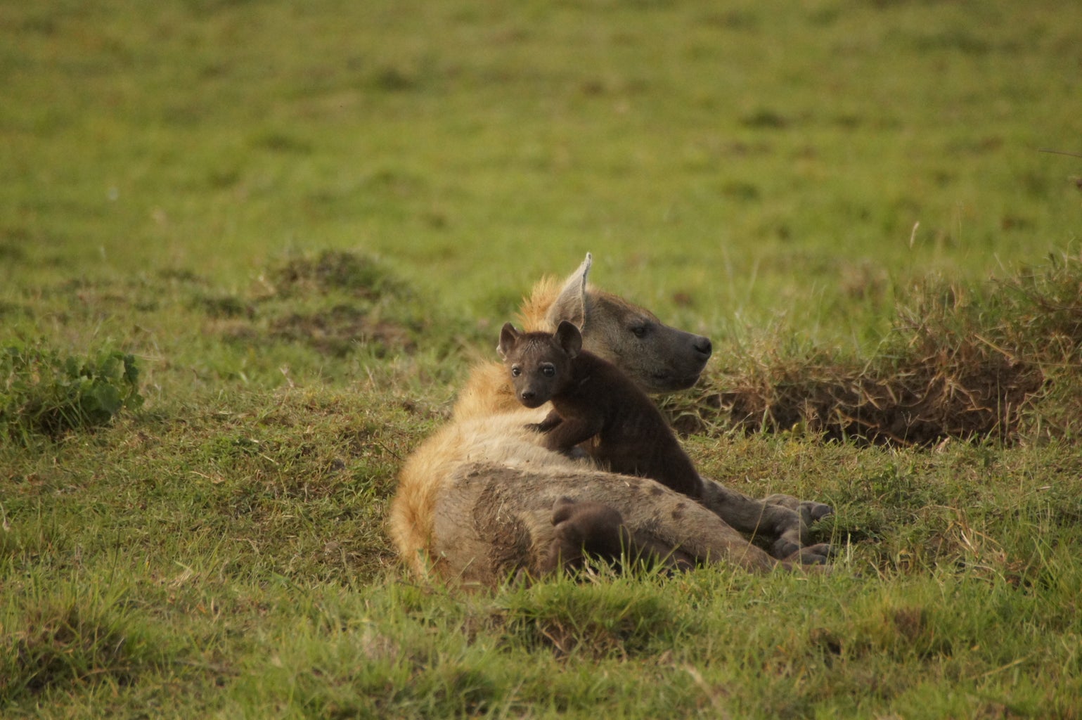 A spotted hyena cub standing on top of its mother.