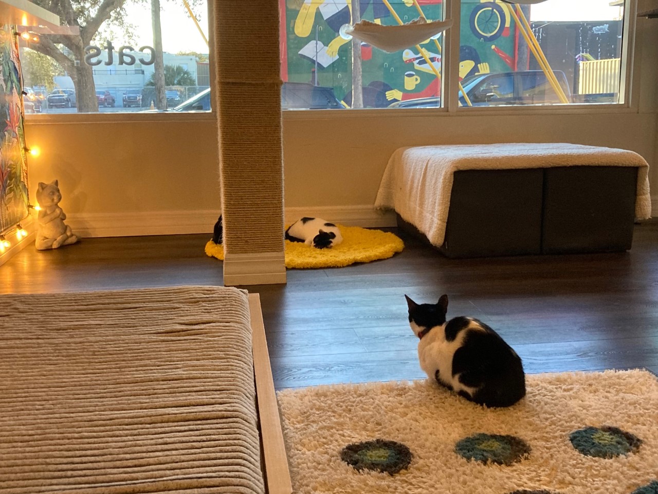 cat sitsjpg by Chloe Duncan?width=698&height=466&fit=crop&auto=webp&dpr=4