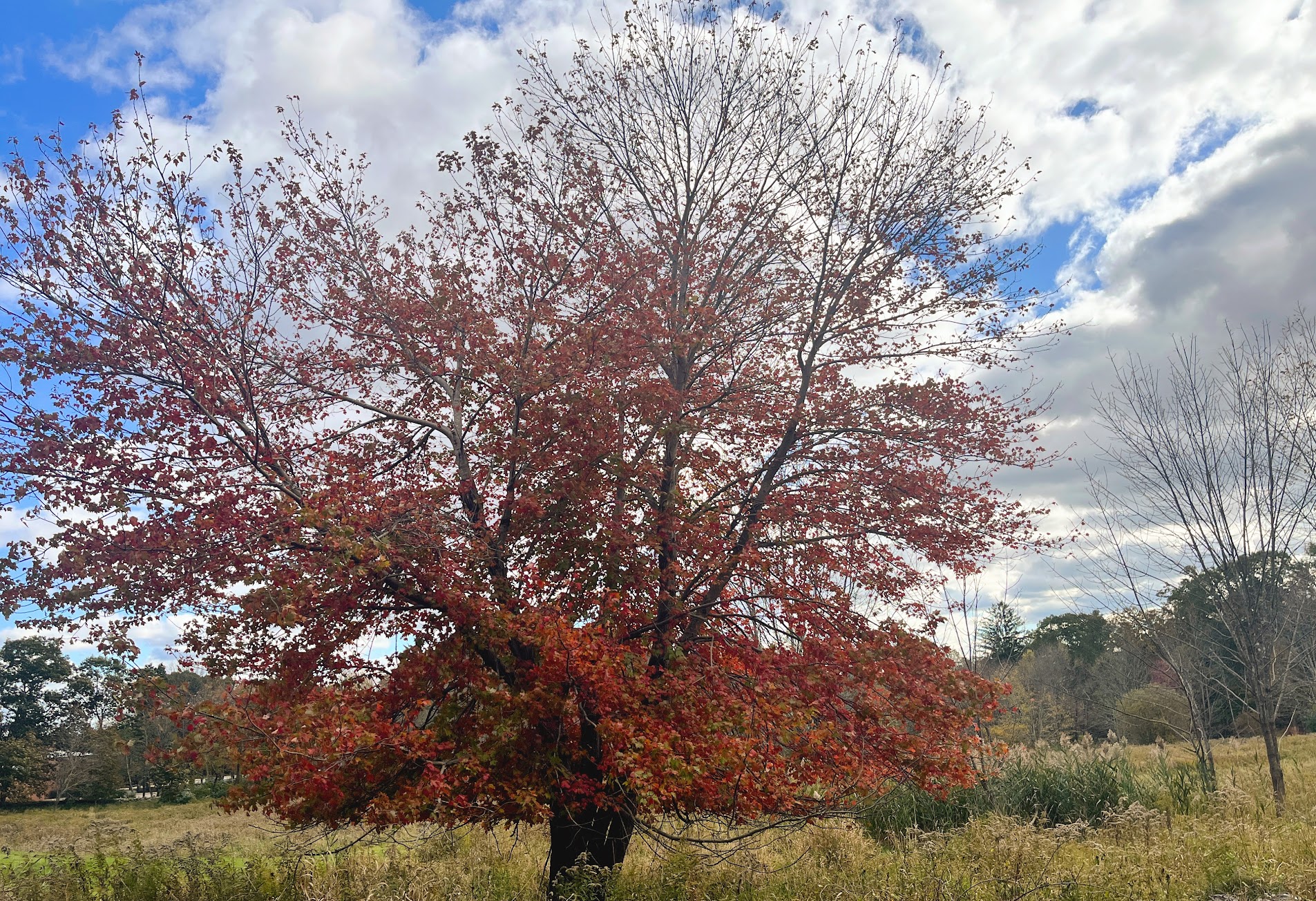 Trees I\'ve seen around campus.