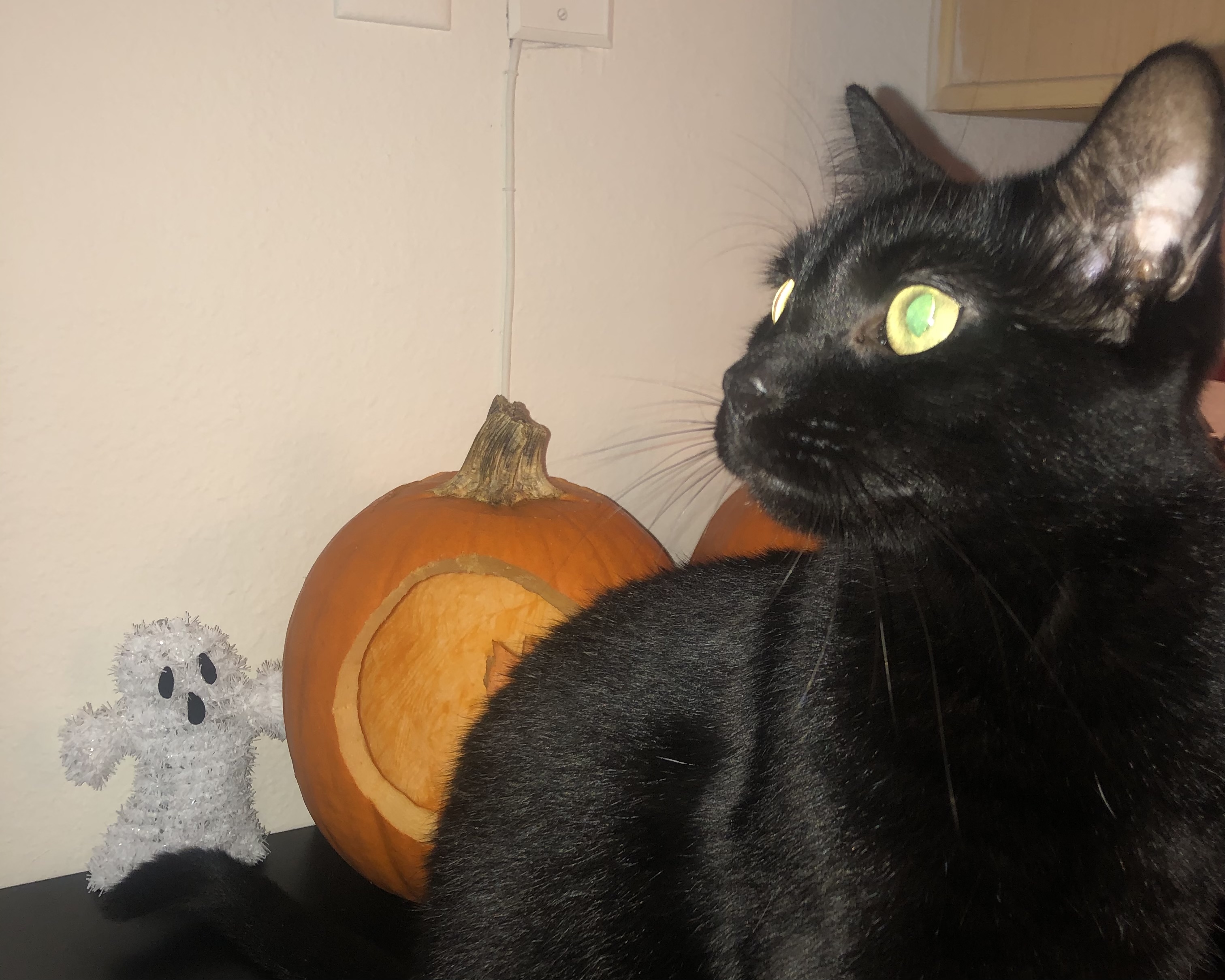 099ead2dffbf42d69d09c1cba2e99b39jpegjpg by Megan Kelsey